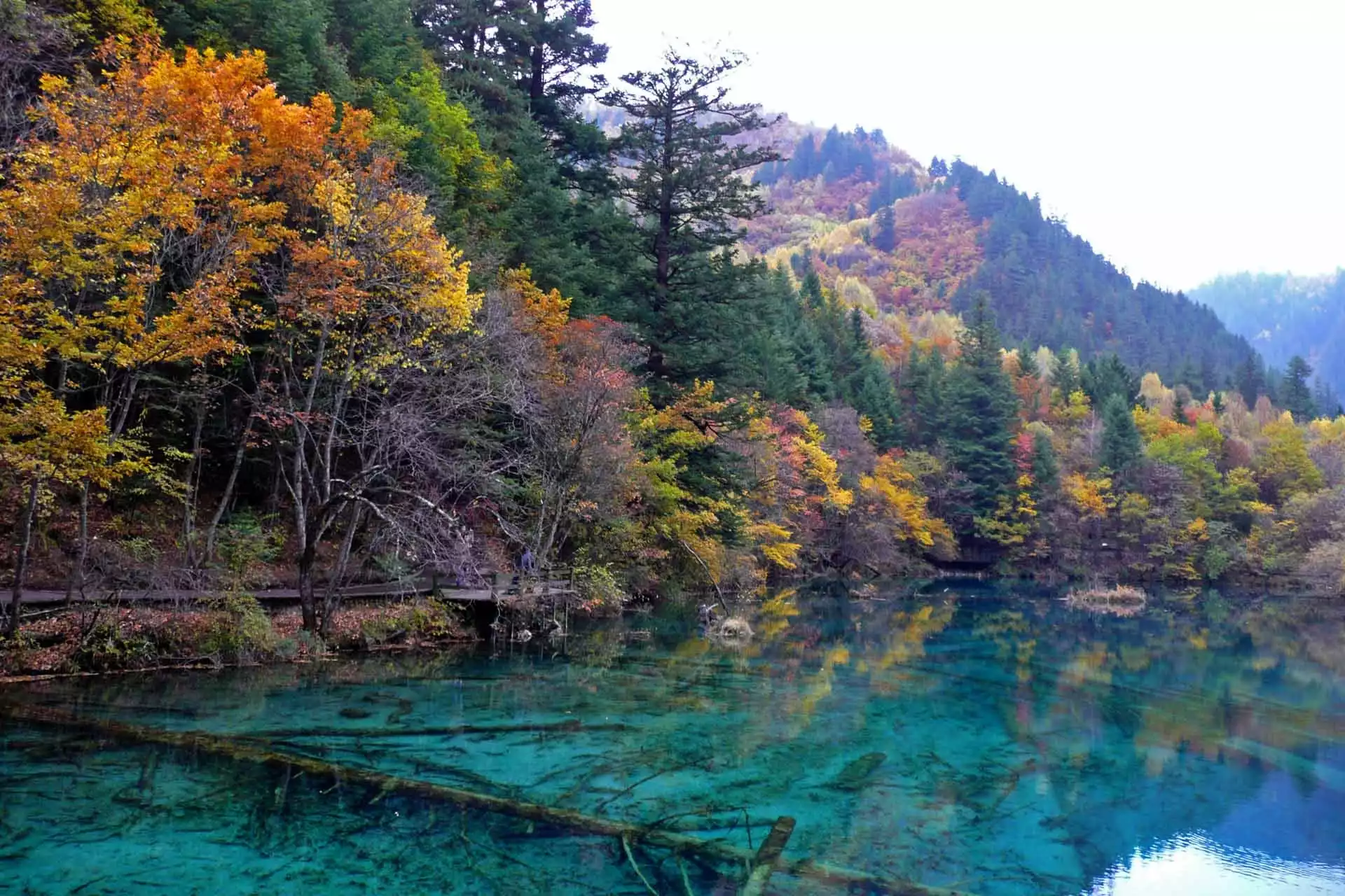 Jezioro, Las