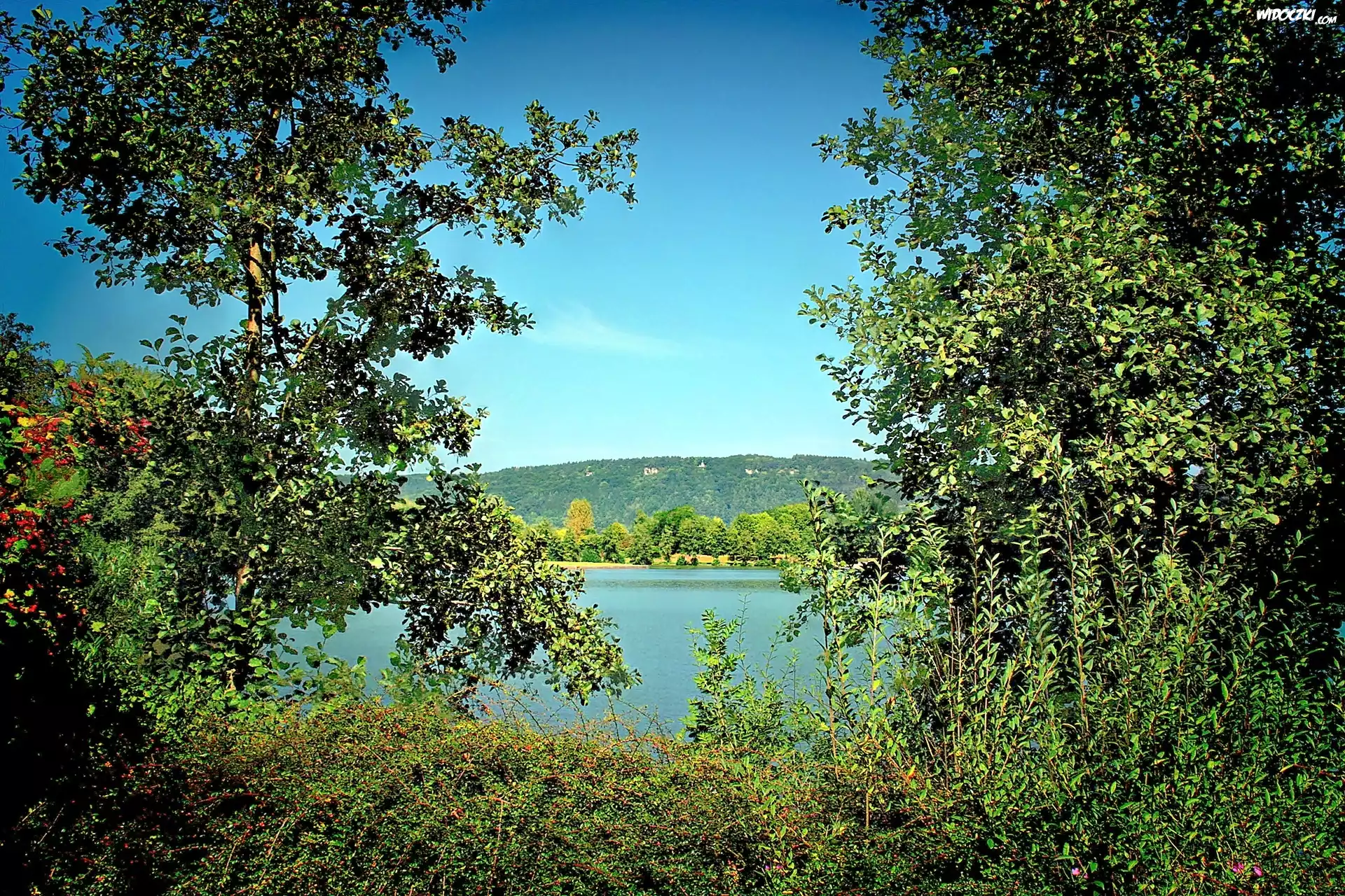 Las, Jezioro, Drzewa