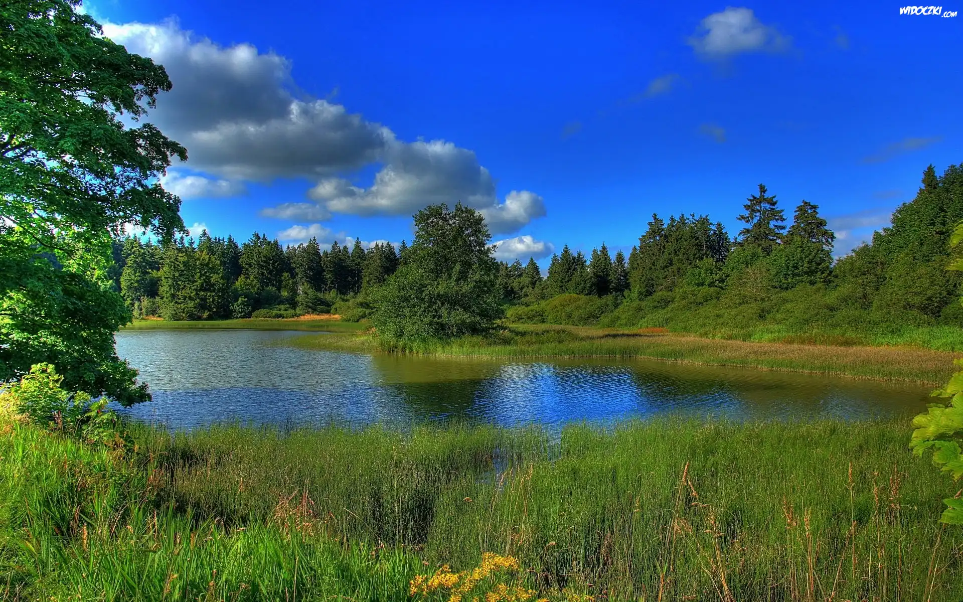 Jezioro, Szuwary, Las, Lato