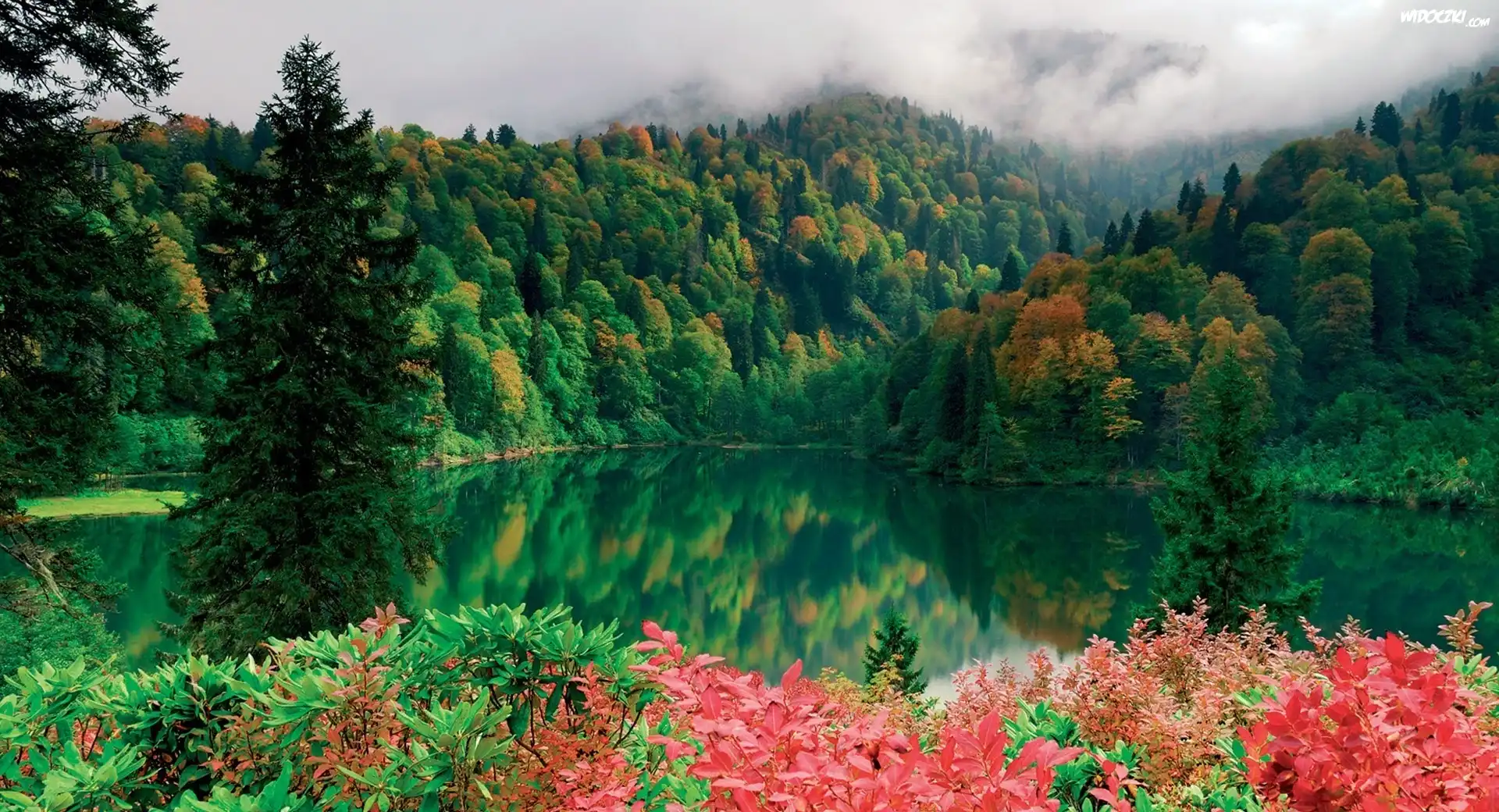 Lasy, Jezioro, Kwiaty