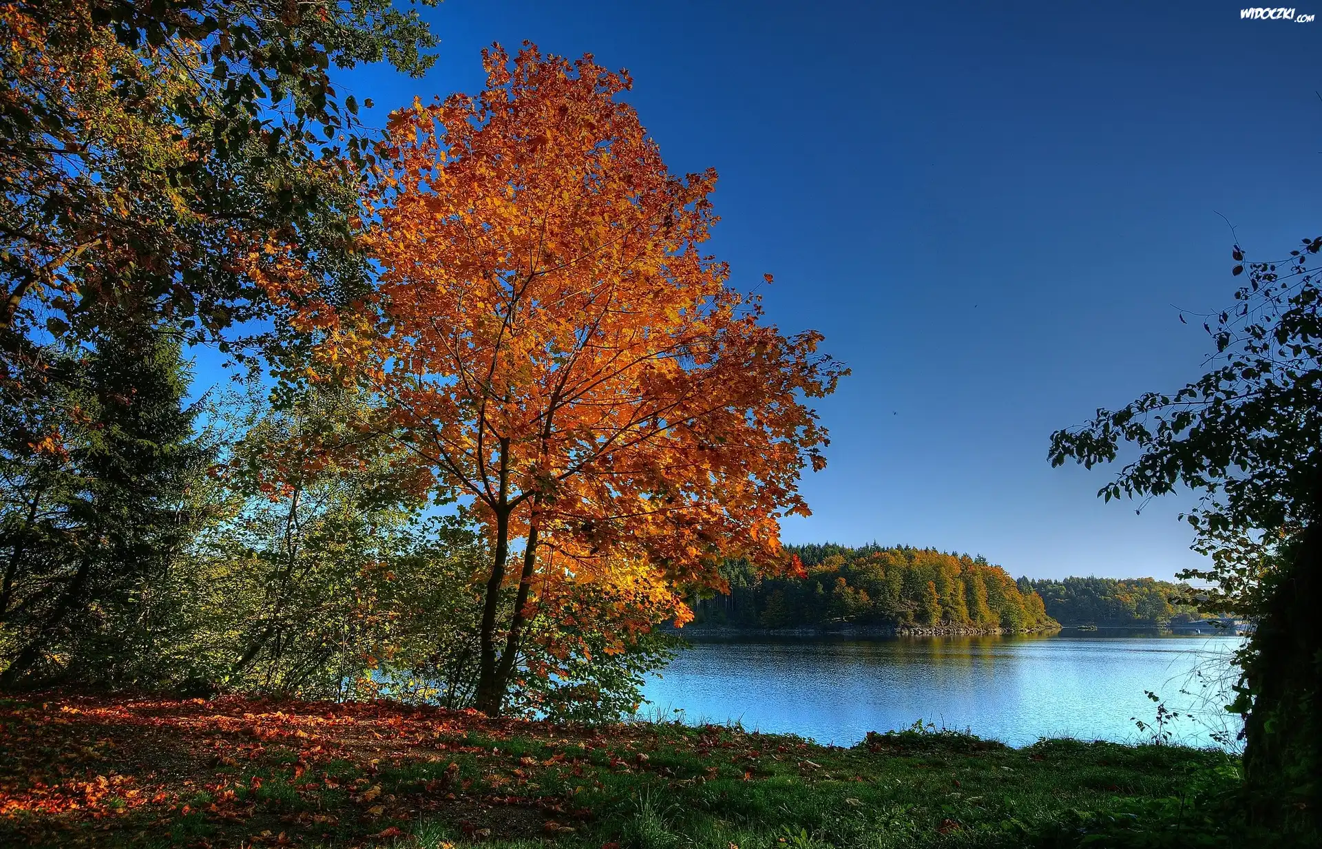 Jezioro, Lasy, Kolorowe, Drzewa, Liście, Jesień