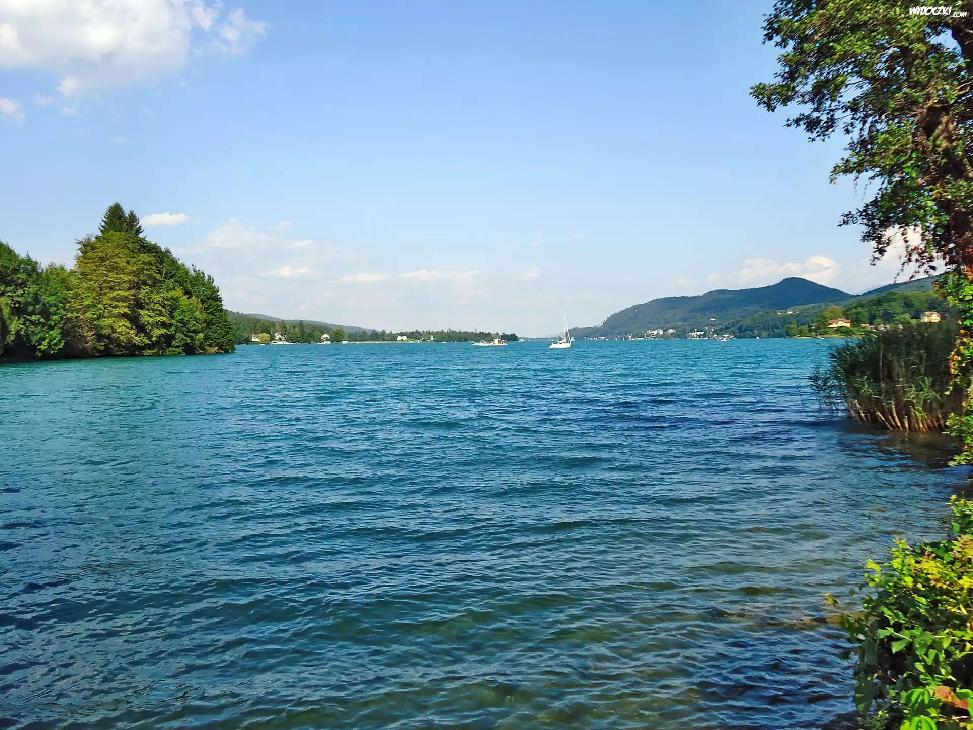 Ogromne, Jezioro, Drzewa