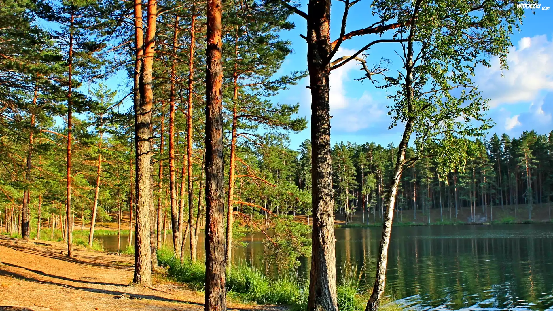 Jezioro, Las, Przebijaj±ce, ¦wiat³o