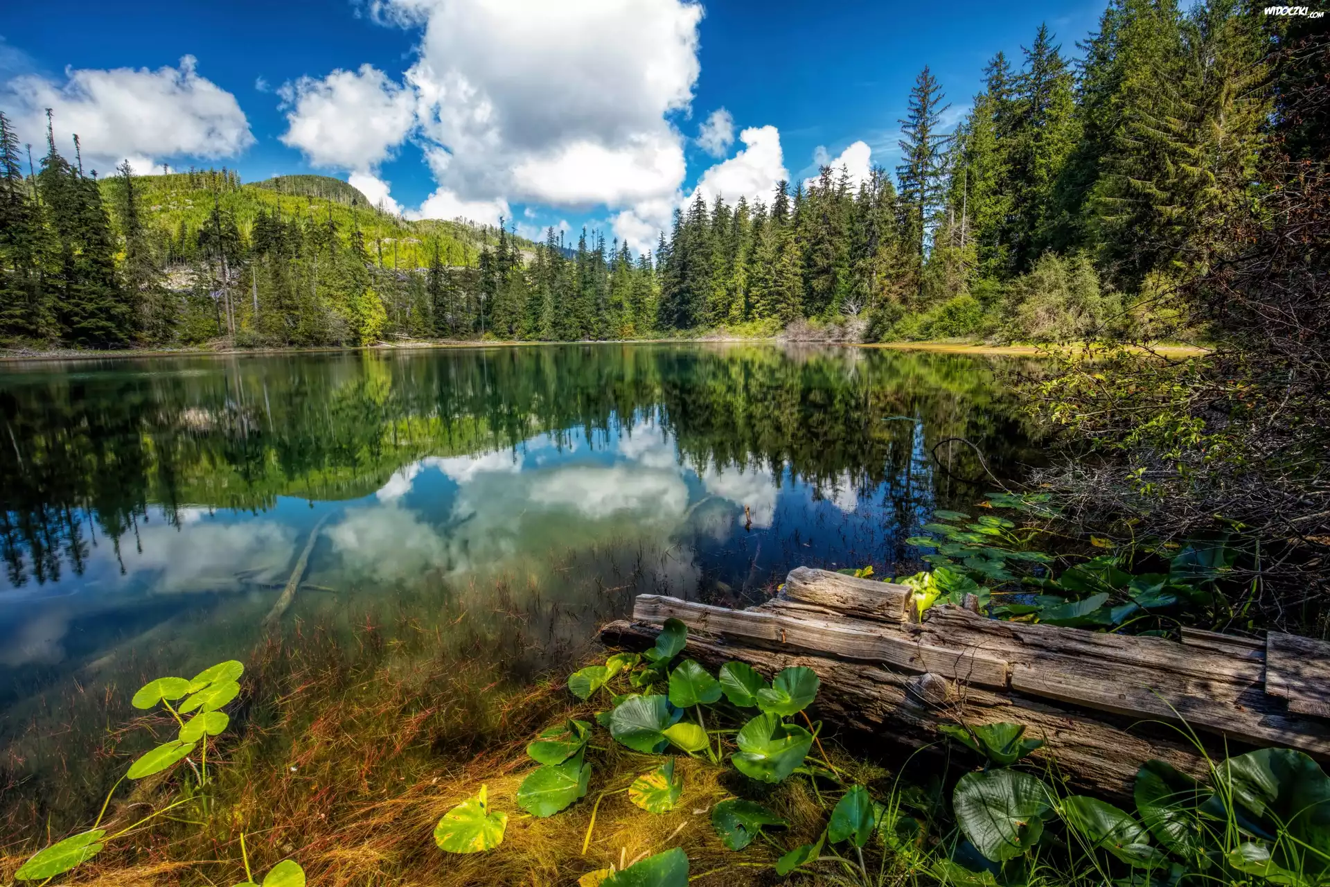 Jezioro, Drzewa, Rośliny, Kanada