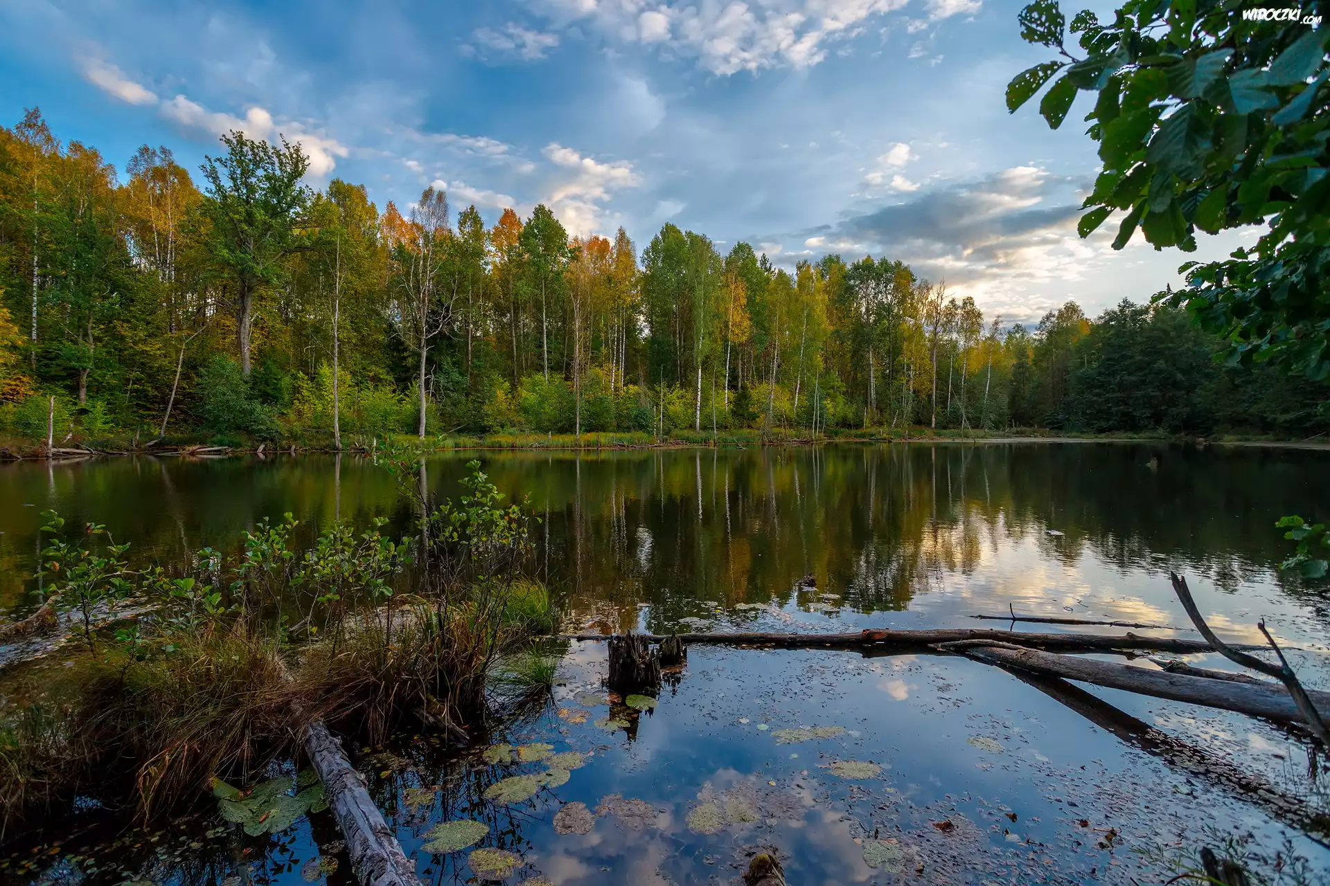 Jezioro, Las, Drzewa, Rośliny, Konar