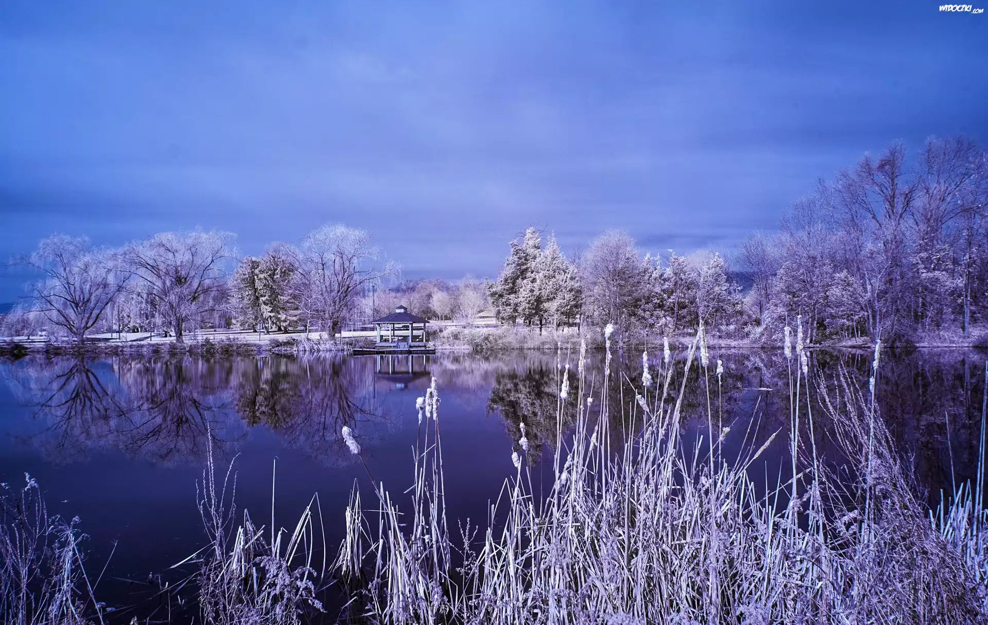 Jezioro, Drzewa, Tatarak, Śnieg