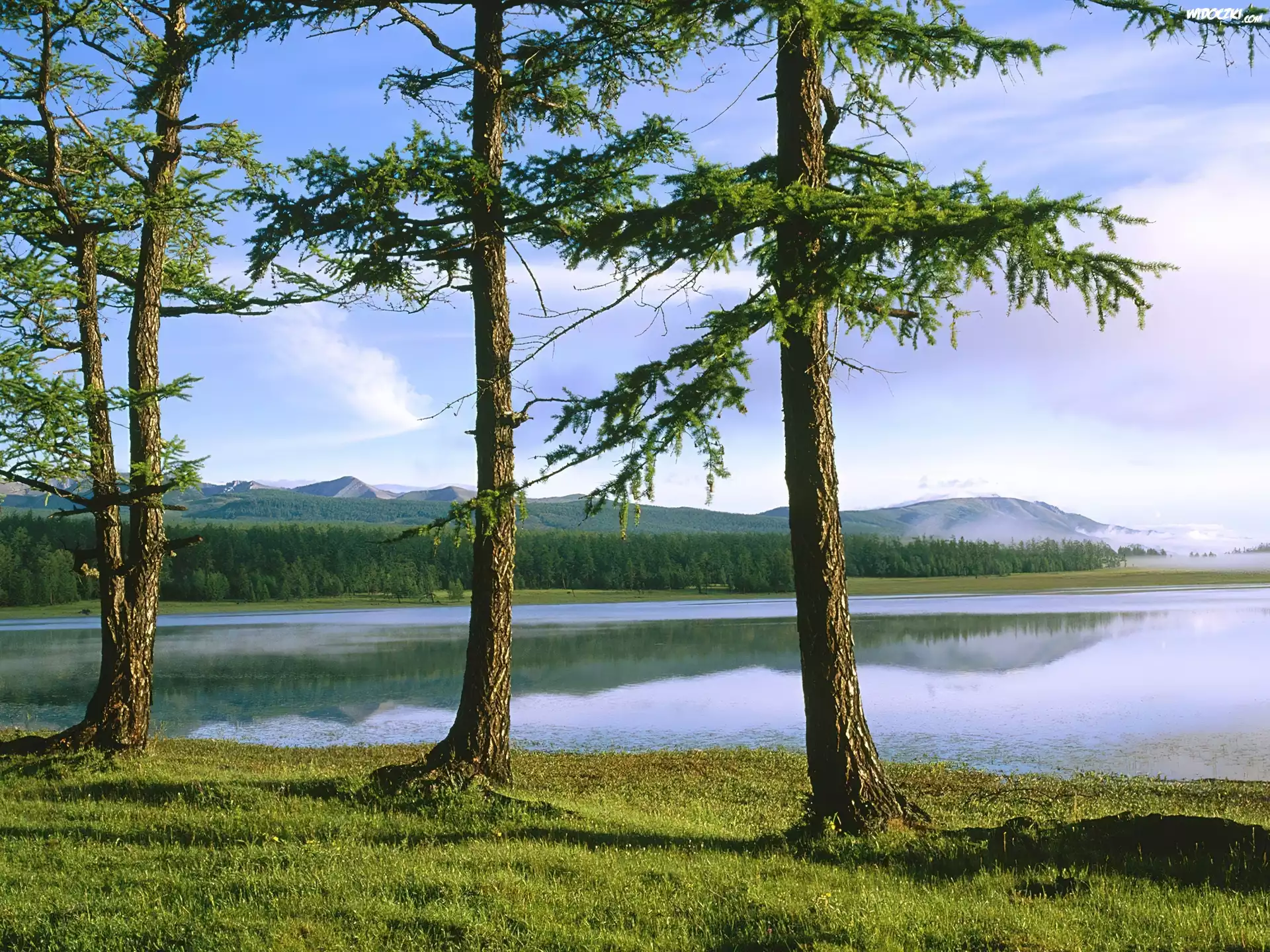 Jezioro, Zielona, Trawa, Drzewa