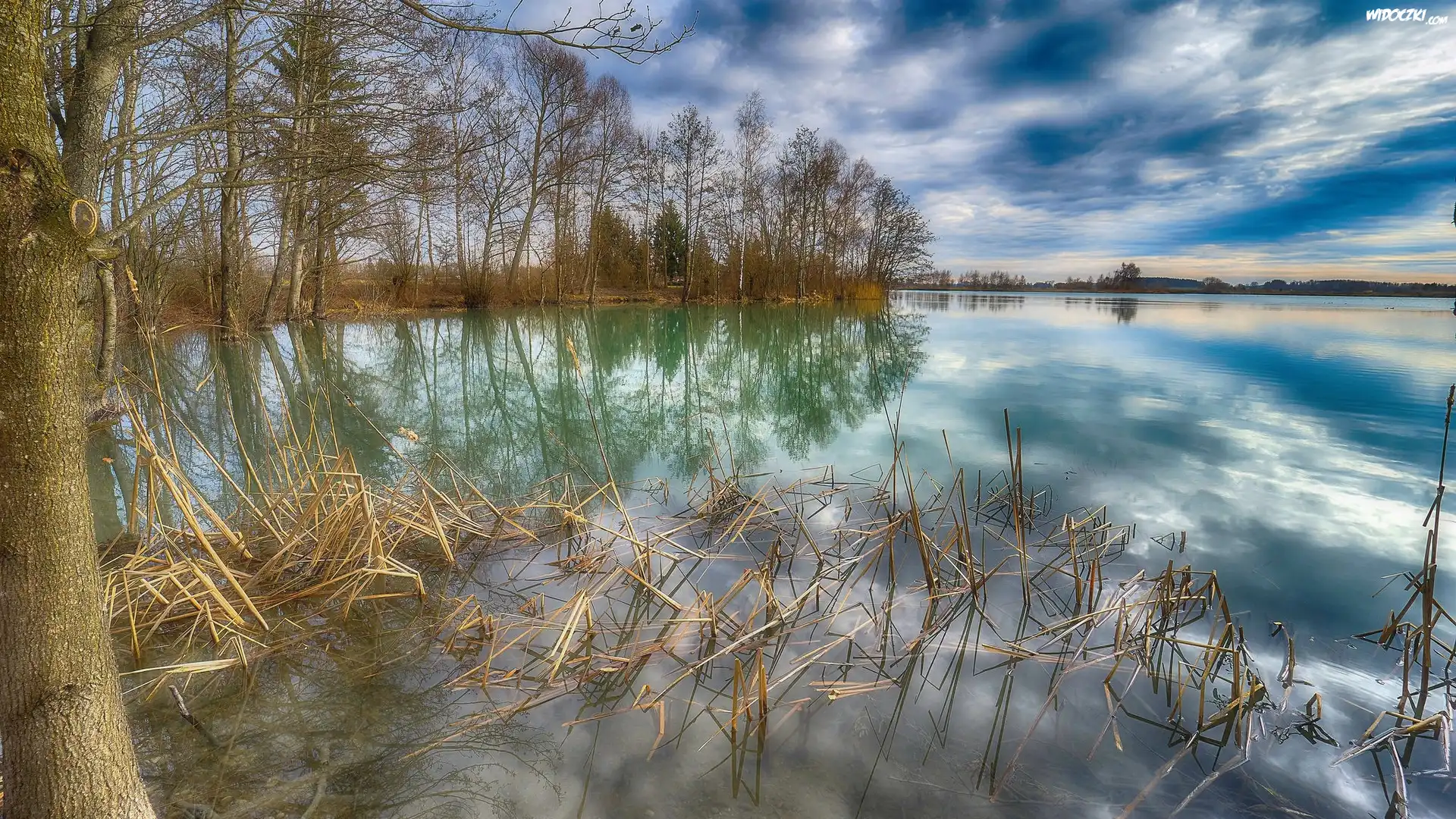 Jezioro, Drzewa, Suche, Trawy, Odbicie