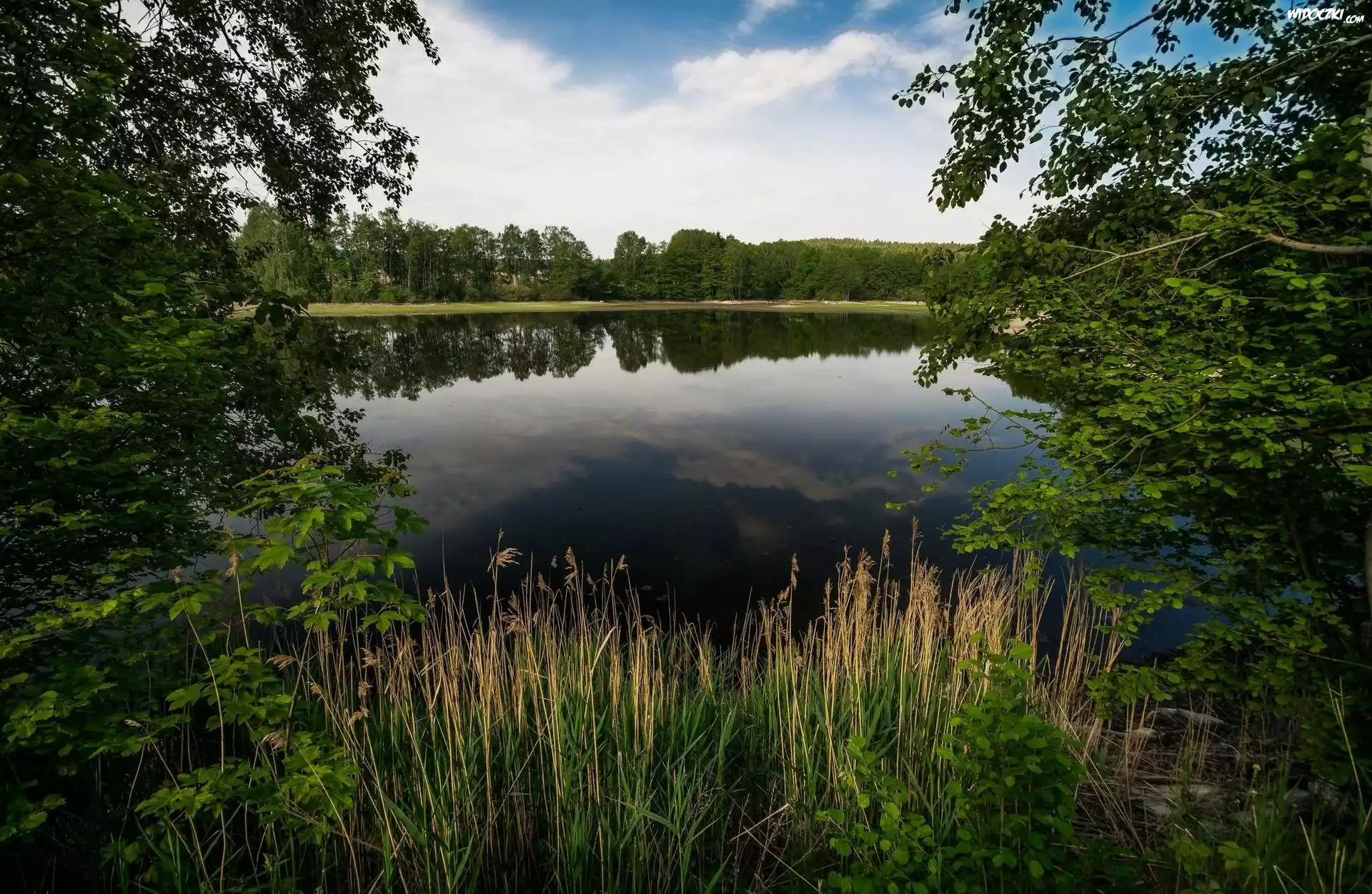 Jezioro, Drzewa, Trzciny, Rośliny