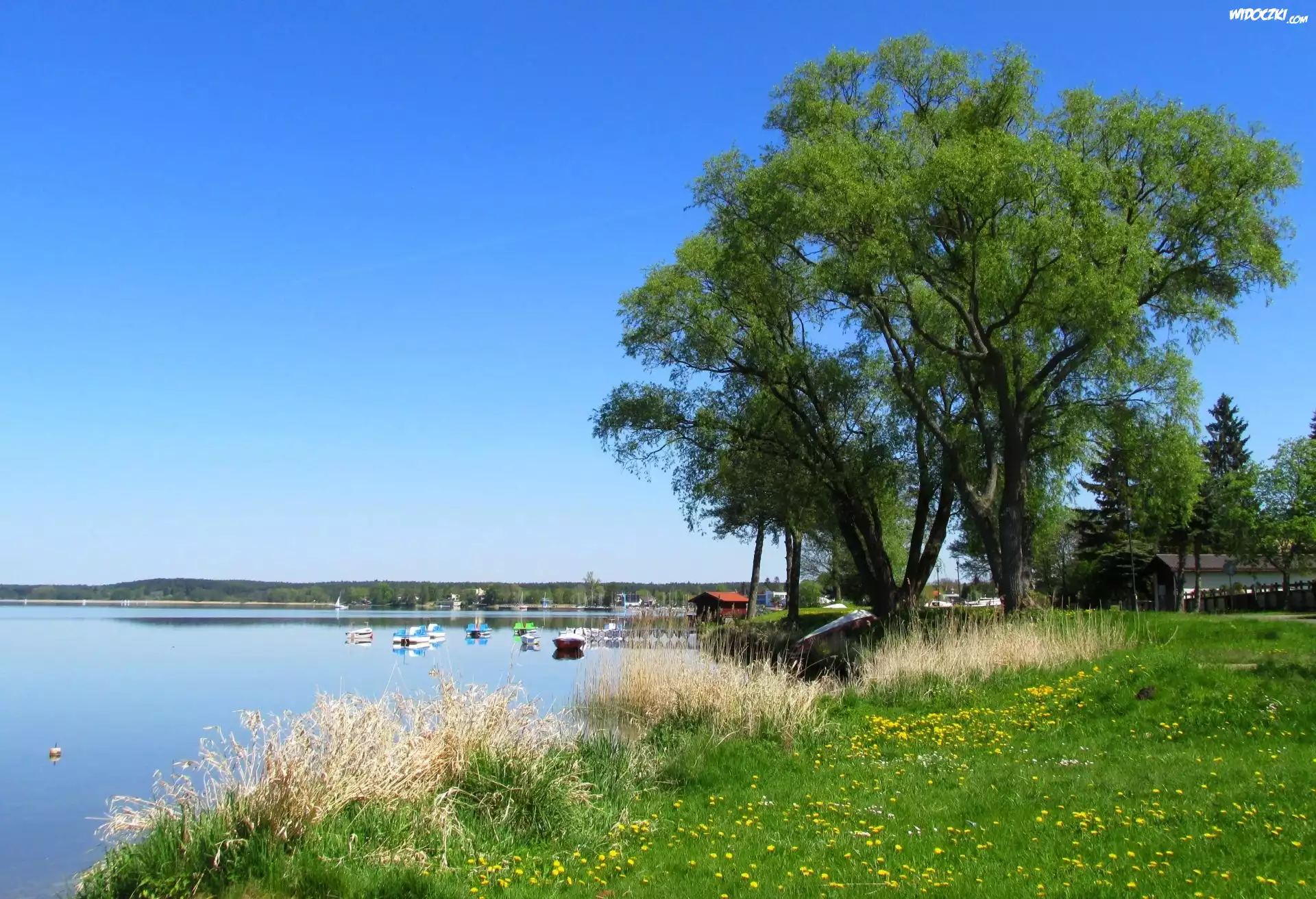 Wiosna, Jezioro, Drzewa