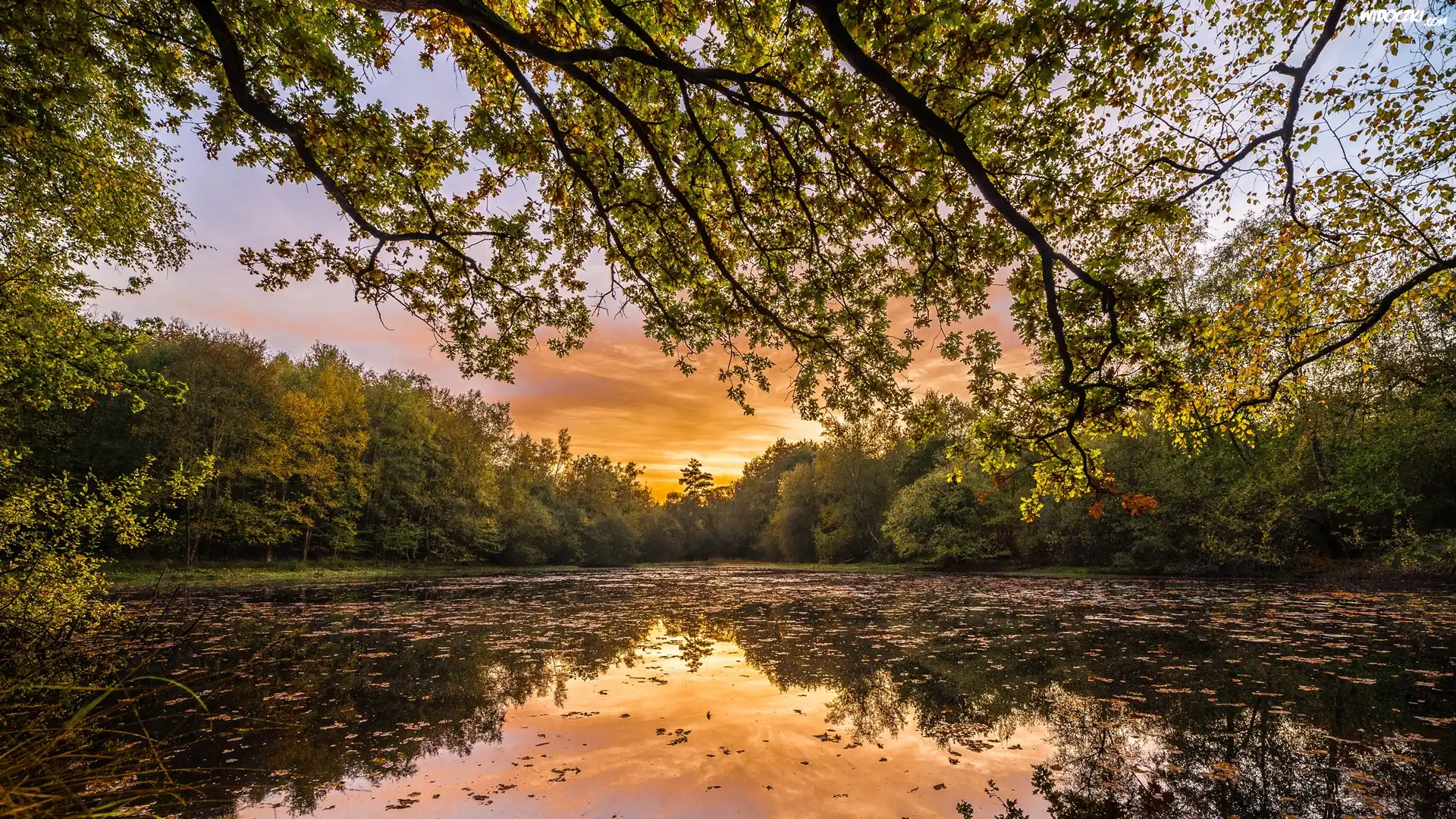 Jezioro, Drzewa, Gałęzie, Zachód słońca