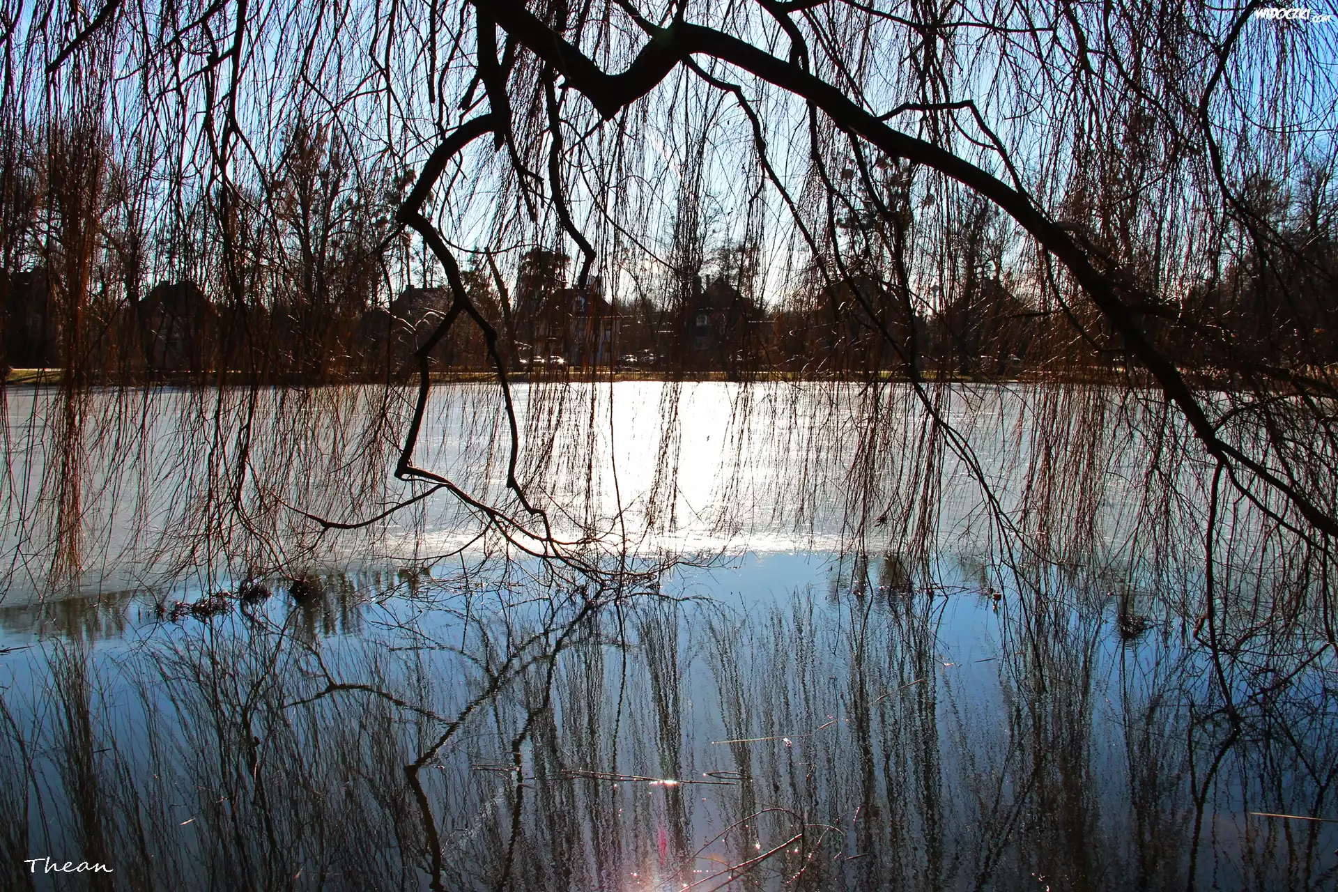 Zamarznięte, Jezioro, Wierzba
