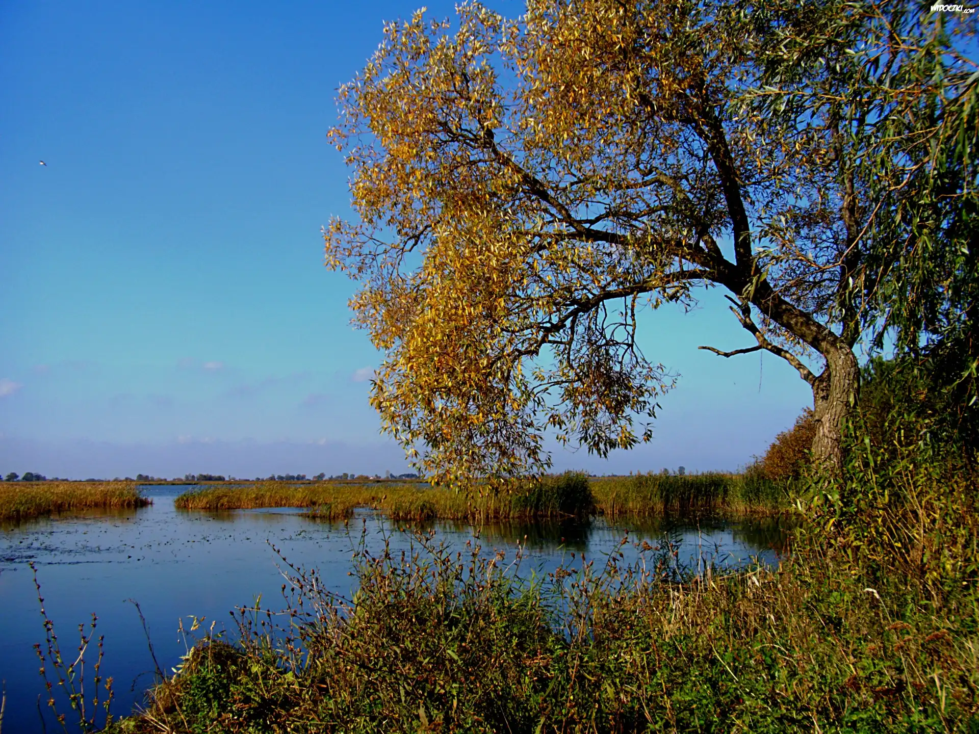 Jezioro, Zieleń