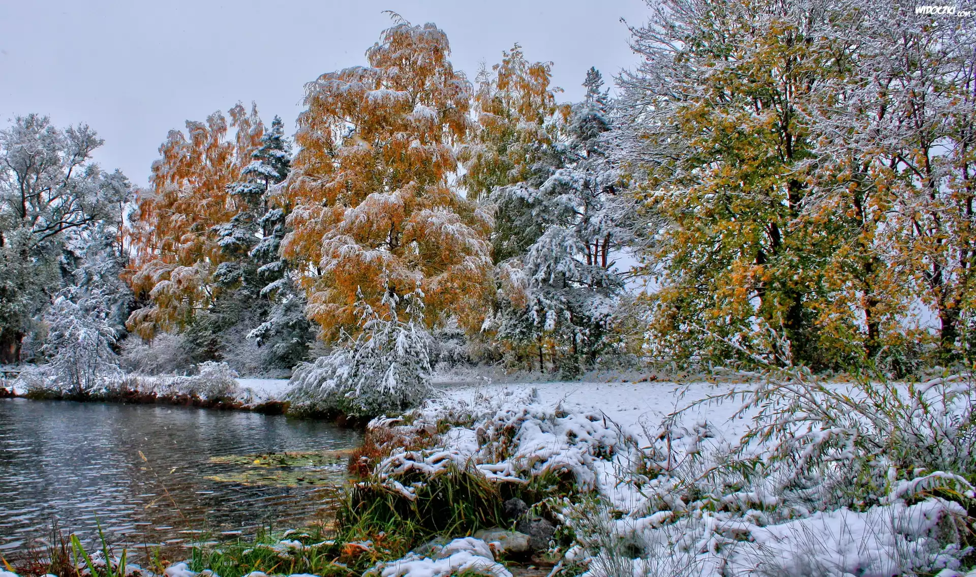 Zima, Jezioro, Drzewa