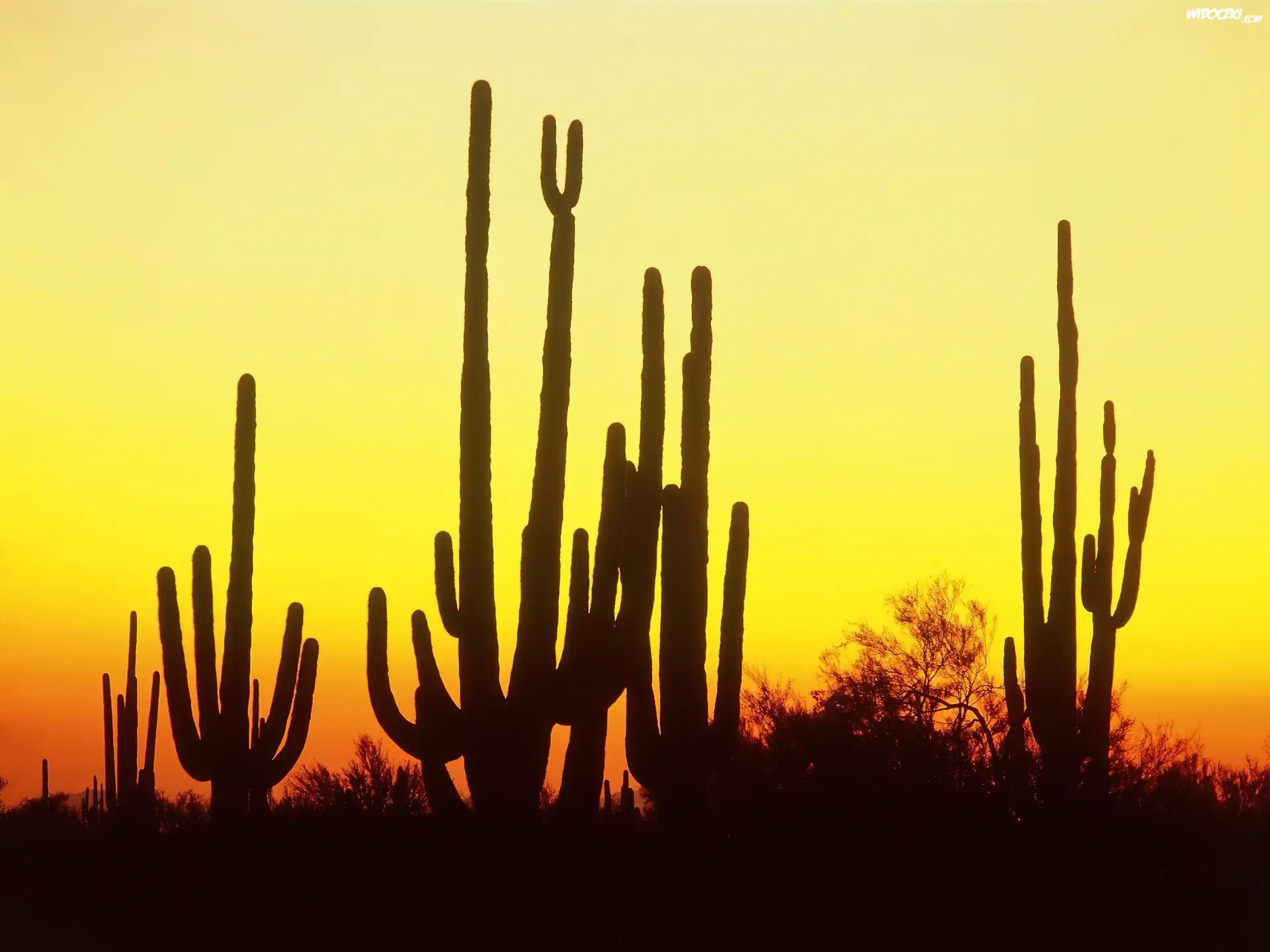 Kaktusy, Pustynia, Ameryka, Północna, Arizona