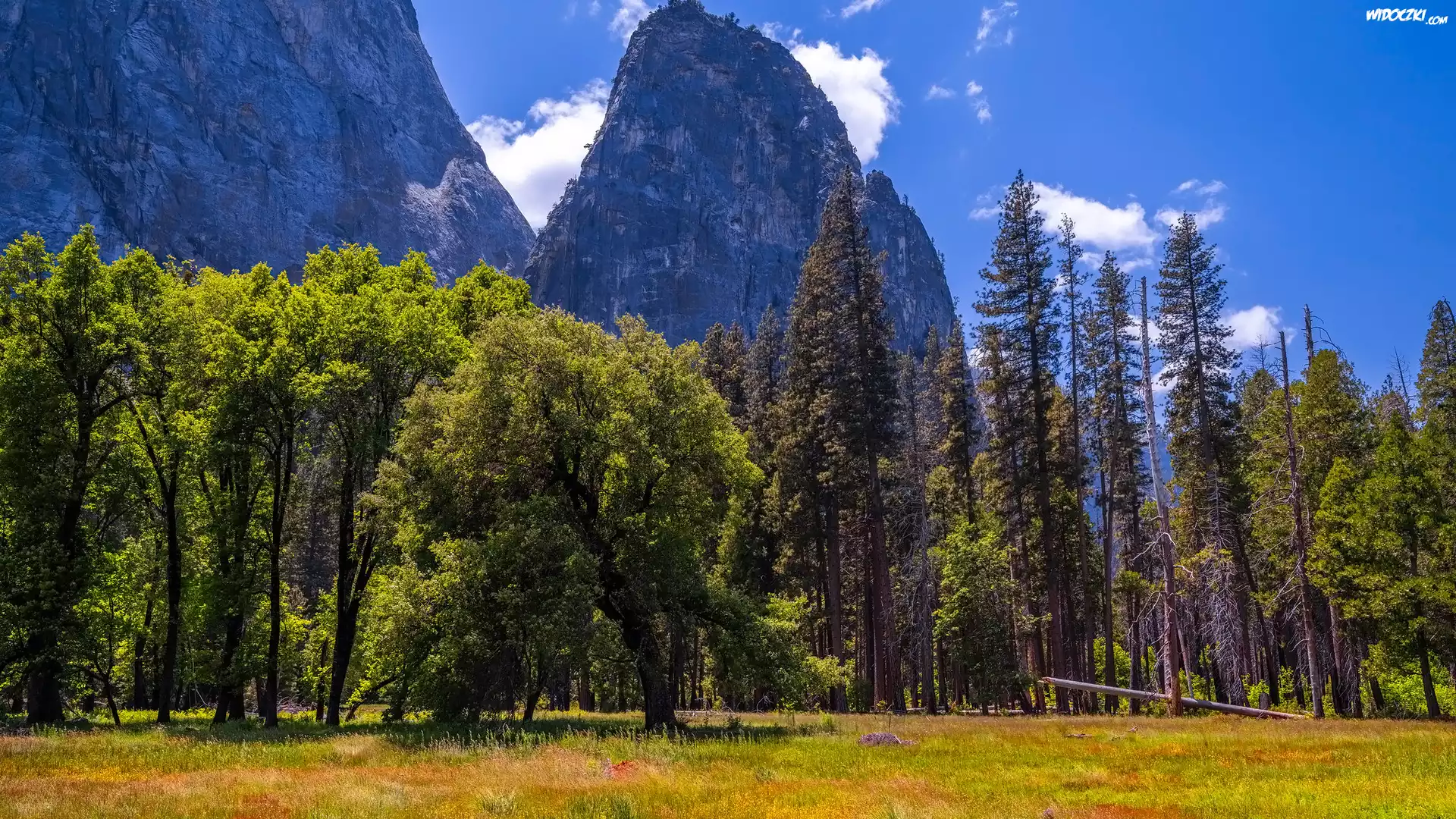 Dolina Yosemite, Kwiaty, Trawa, Drzewa, Góry, Park Narodowy Yosemite, Kalifornia, Stany Zjednoczone