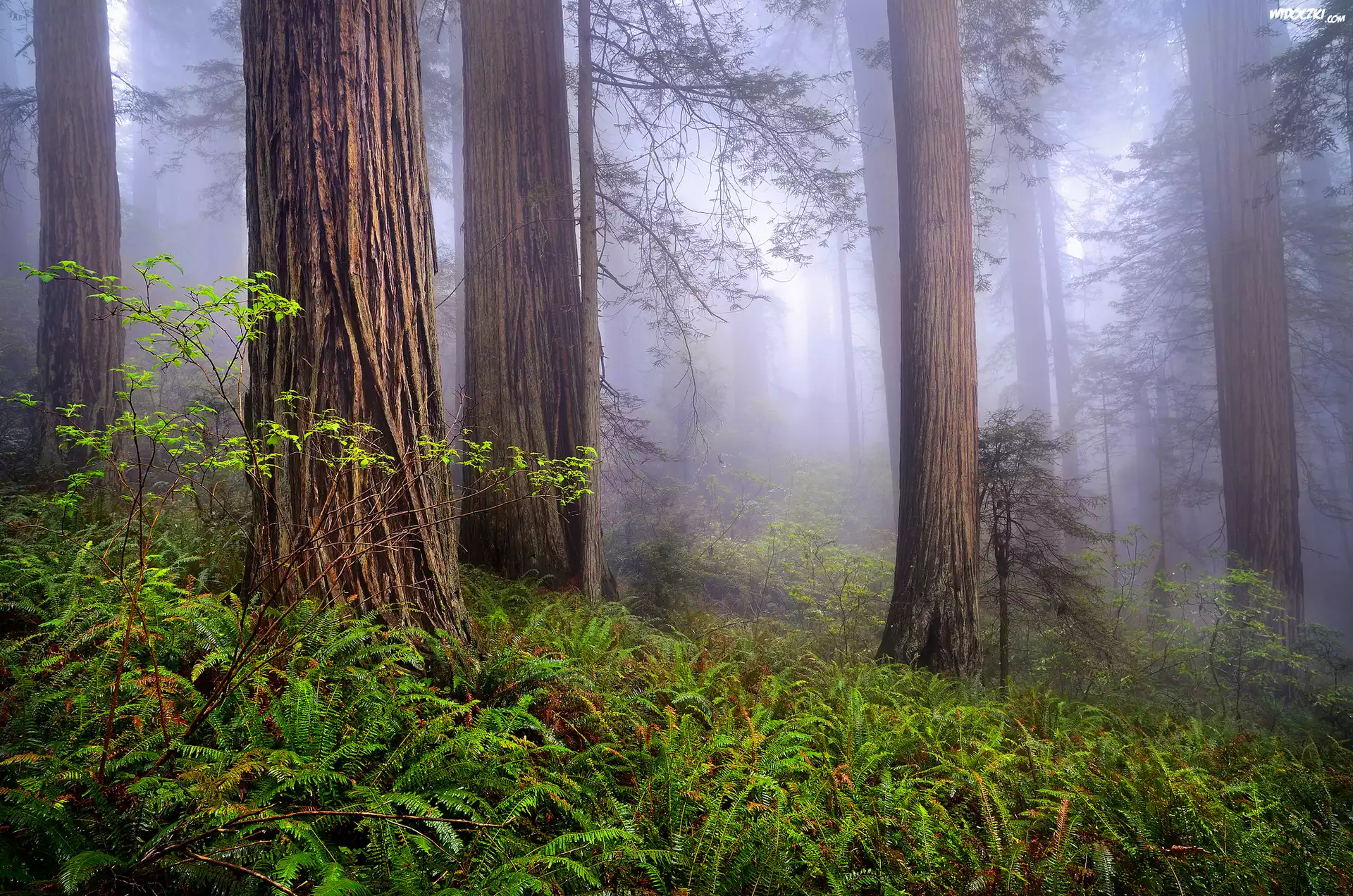 Stany Zjednoczone, Kalifornia, Park Narodowy Redwood, Las, Drzewa, Mgła, Paprocie, Sekwoje