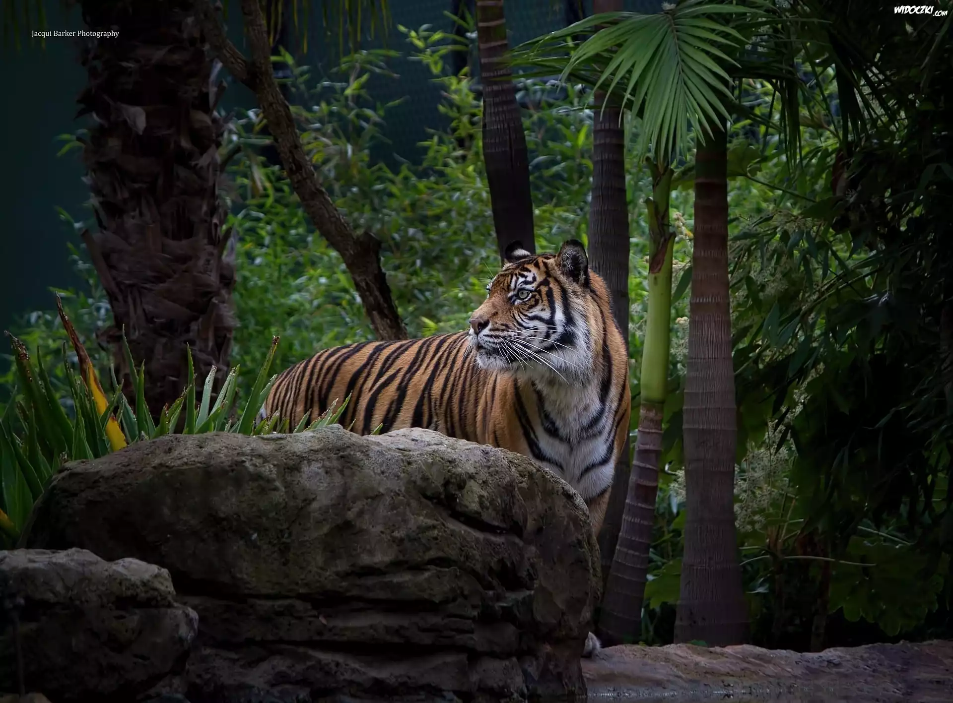Tygrys, Kamień, Dżungla