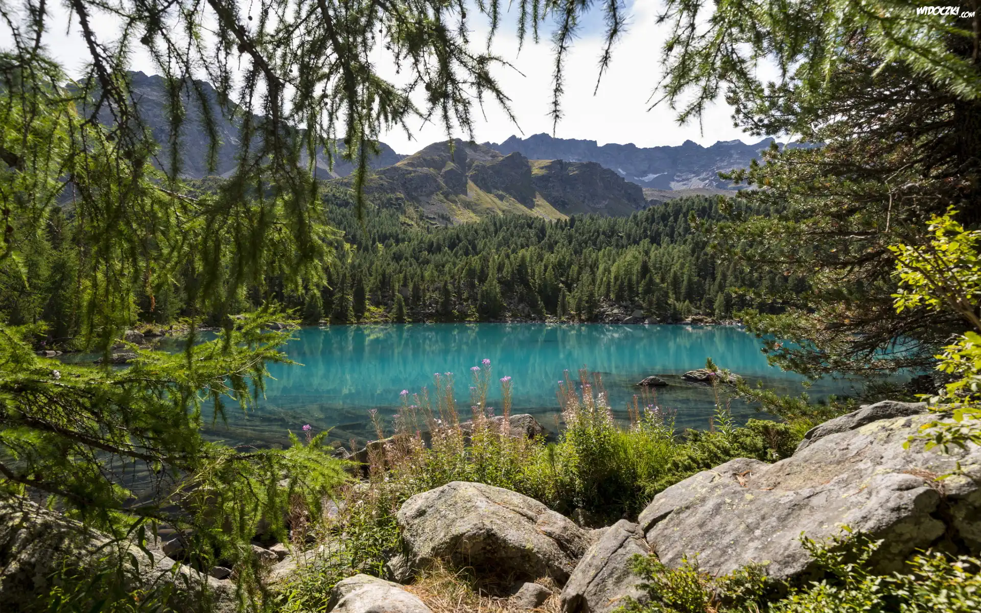 Jezioro, Kamienie, Las
