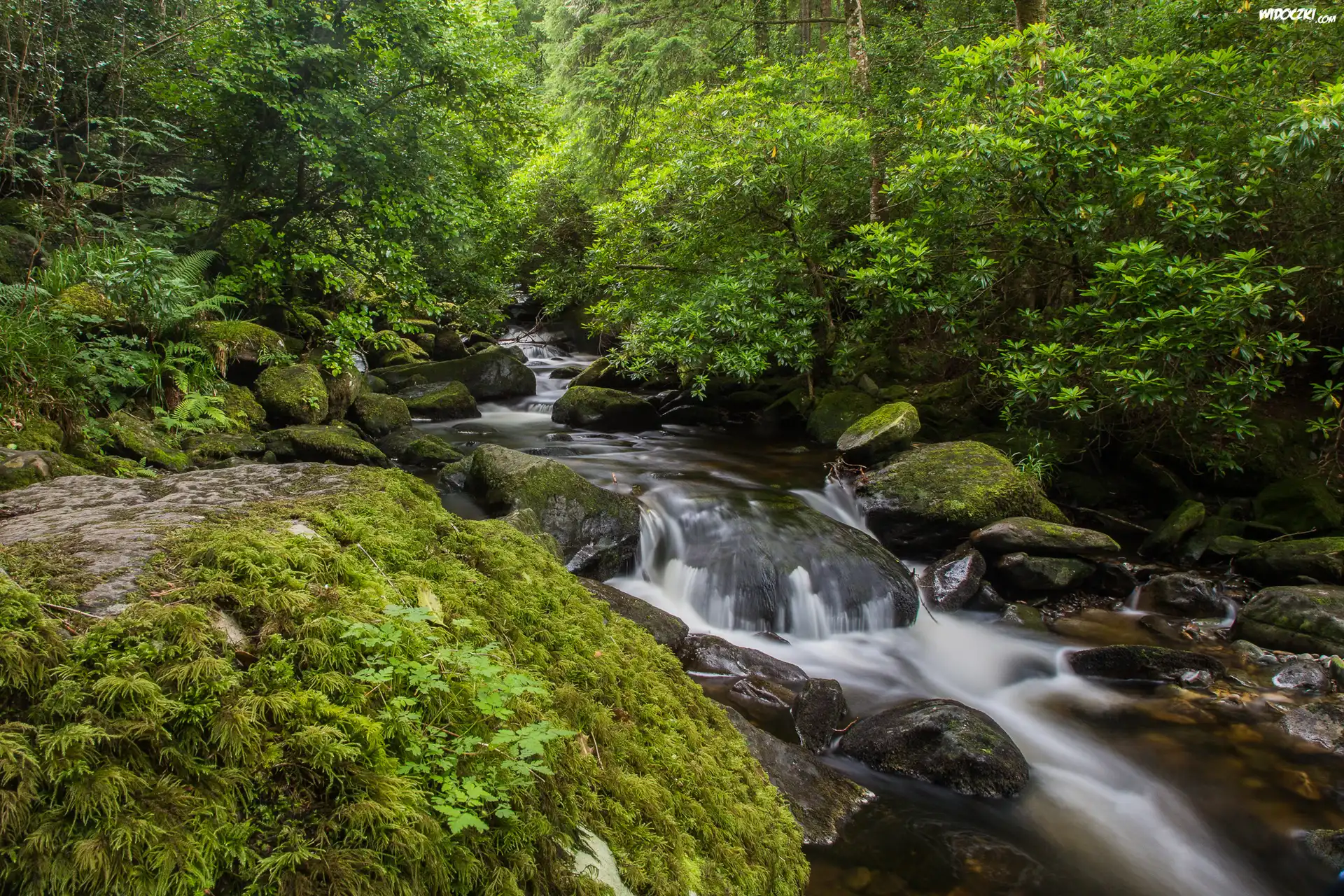 Irlandia, Park Narodowy Killarney, Rzeka Owengarriff River, Las, Kamienie