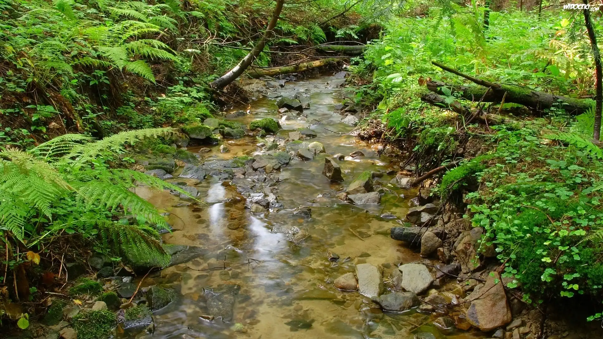 Rzeka, Kamienie, Krzewy