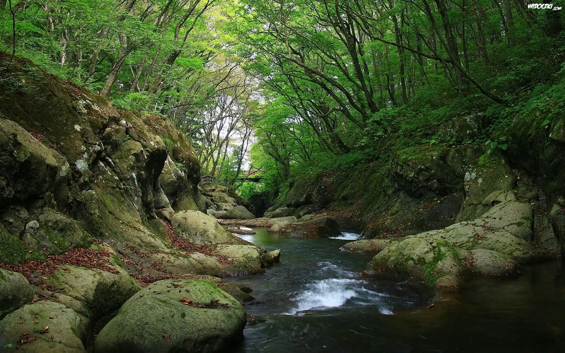 Rzeka, Kamienie, Las