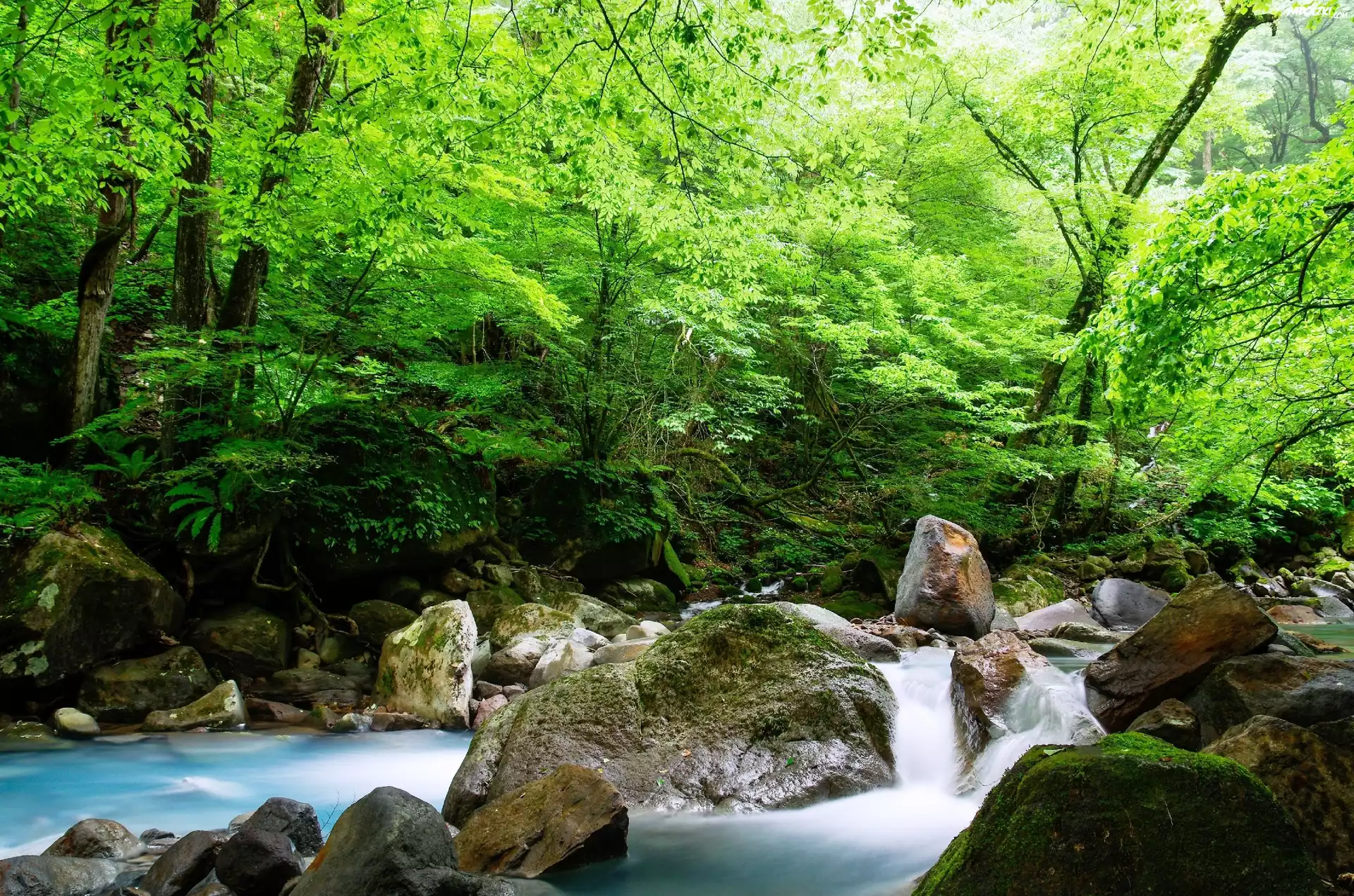 Strumyk, Kamienie, Las