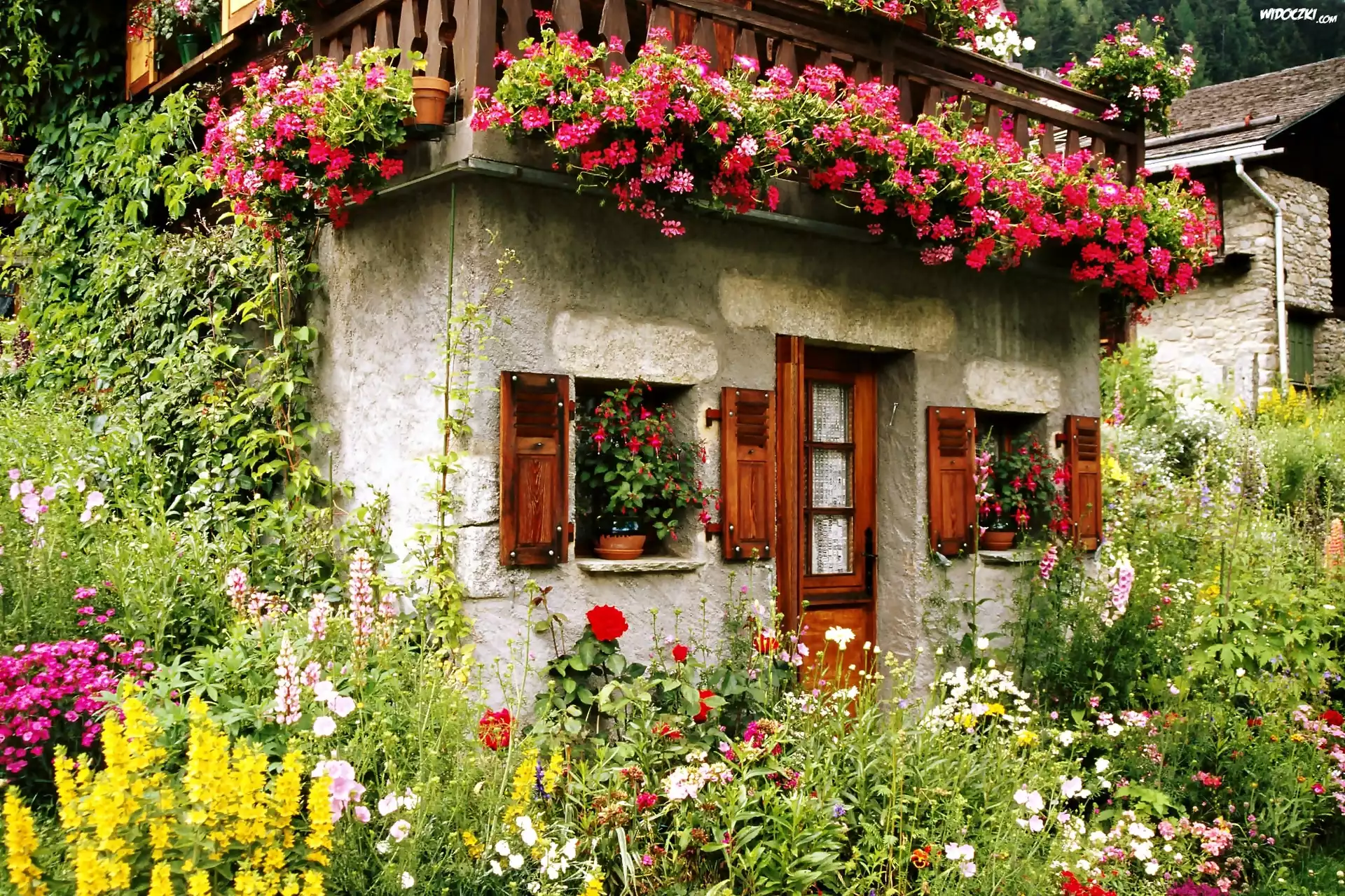 Kamienne, Domki, Ogródek, Kwiatowy, Bluszcz, Pelargonie