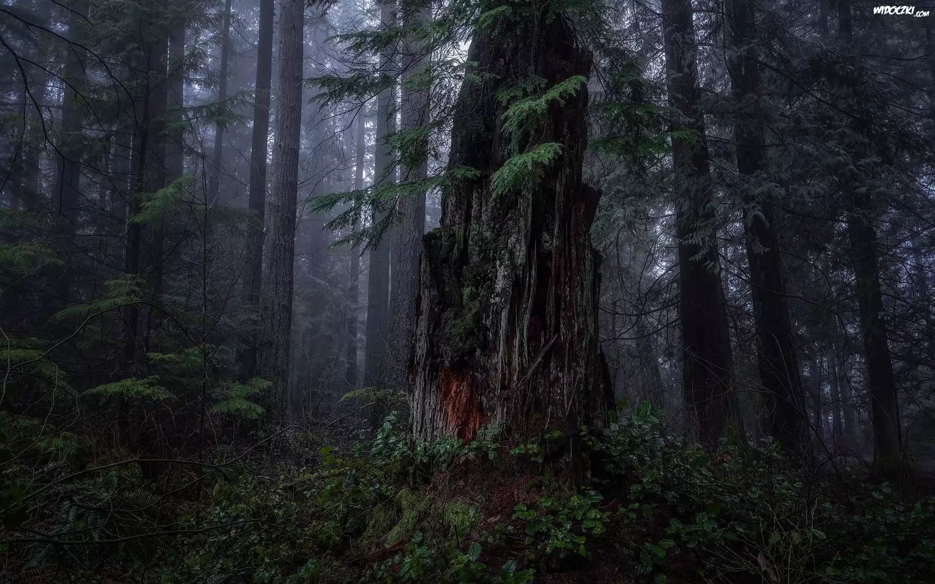 Las, Drzewa, Mundy Park, Coquitlam, Kolumbia Brytyjska, Kanada