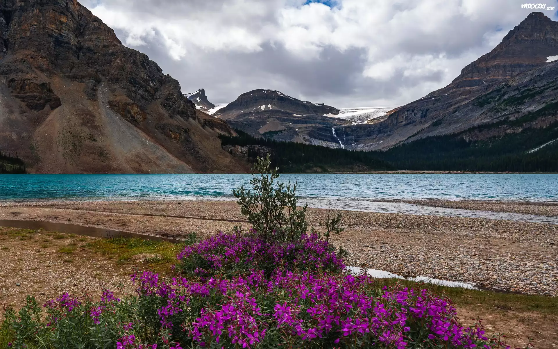 Kanada, Prowincja Alberta, Park Narodowy Banff, Jezioro Bow Lake, Góry, Drzewa, Kwiaty, Chmury