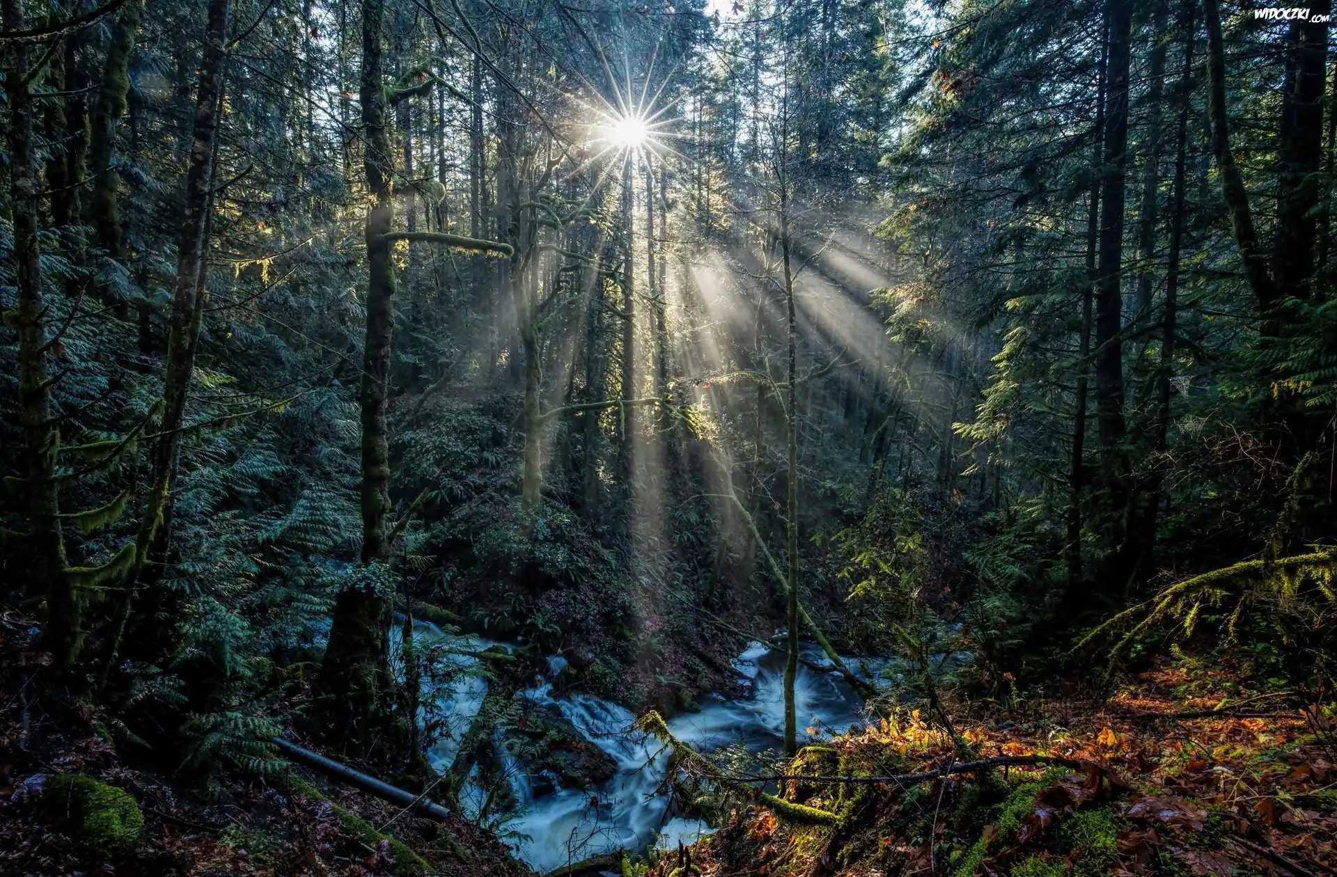 Kanada, Kolumbia Brytyjska, Park Prowincjonalny Gowlland Tod, Potok Tod Creek, Las, Przebijające światło