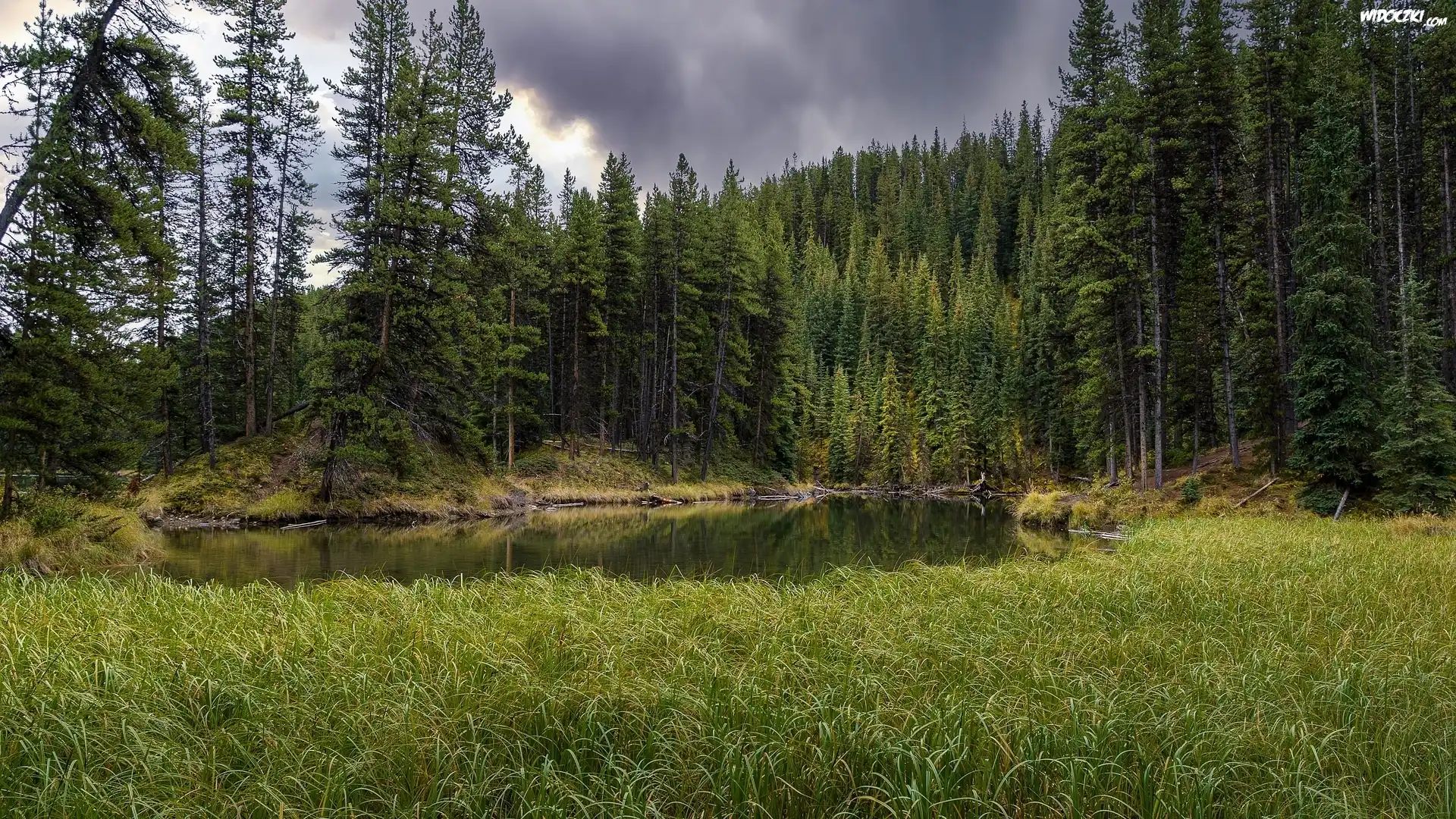 Las, Świerki, Rzeka, Trawa, Park Narodowy, Jasper, Alberta, Kanada