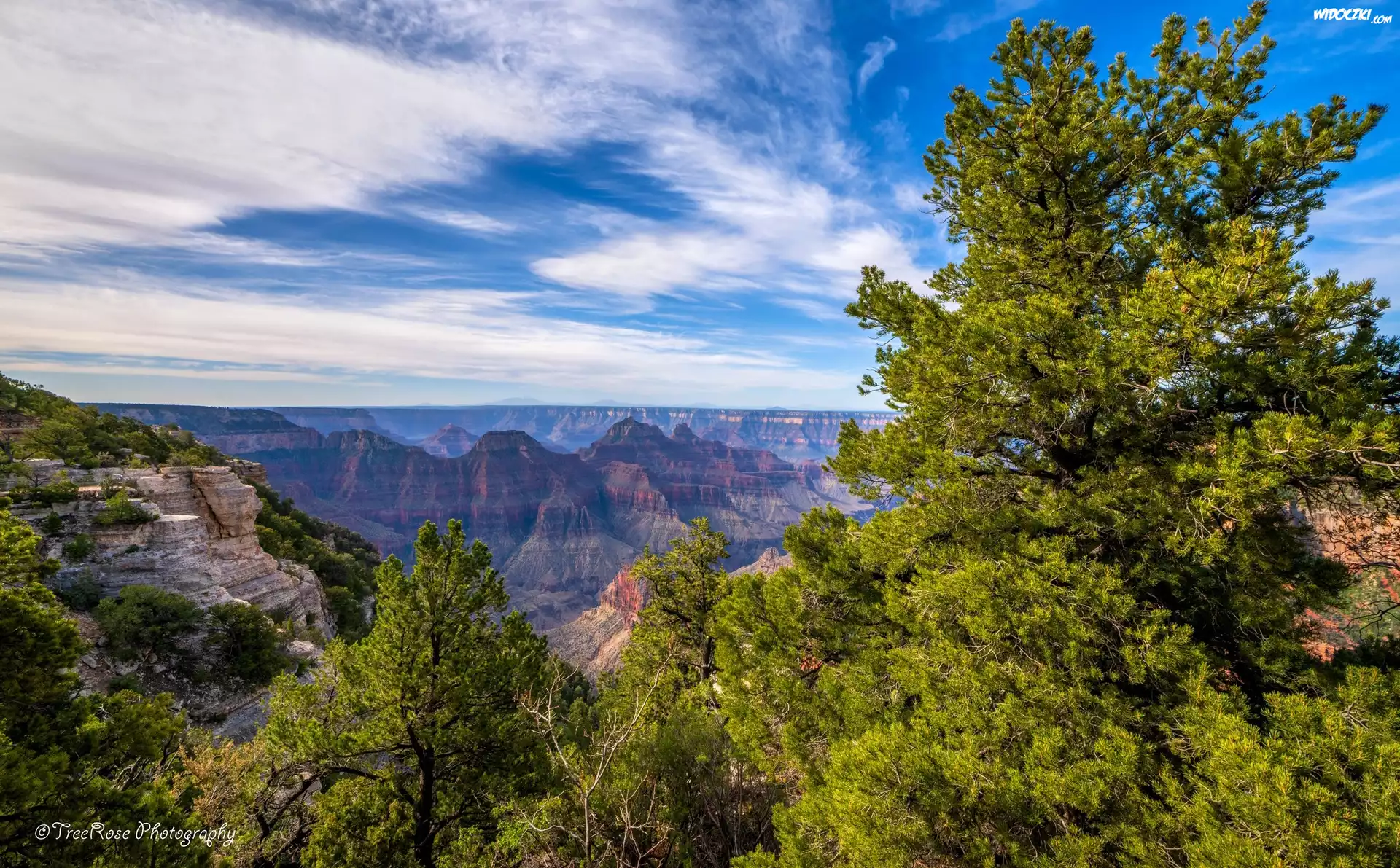 Stany Zjednoczone, Arizona, Park Narodowy Wielkiego Kanionu, Wielki Kanion Kolorado, Drzewa