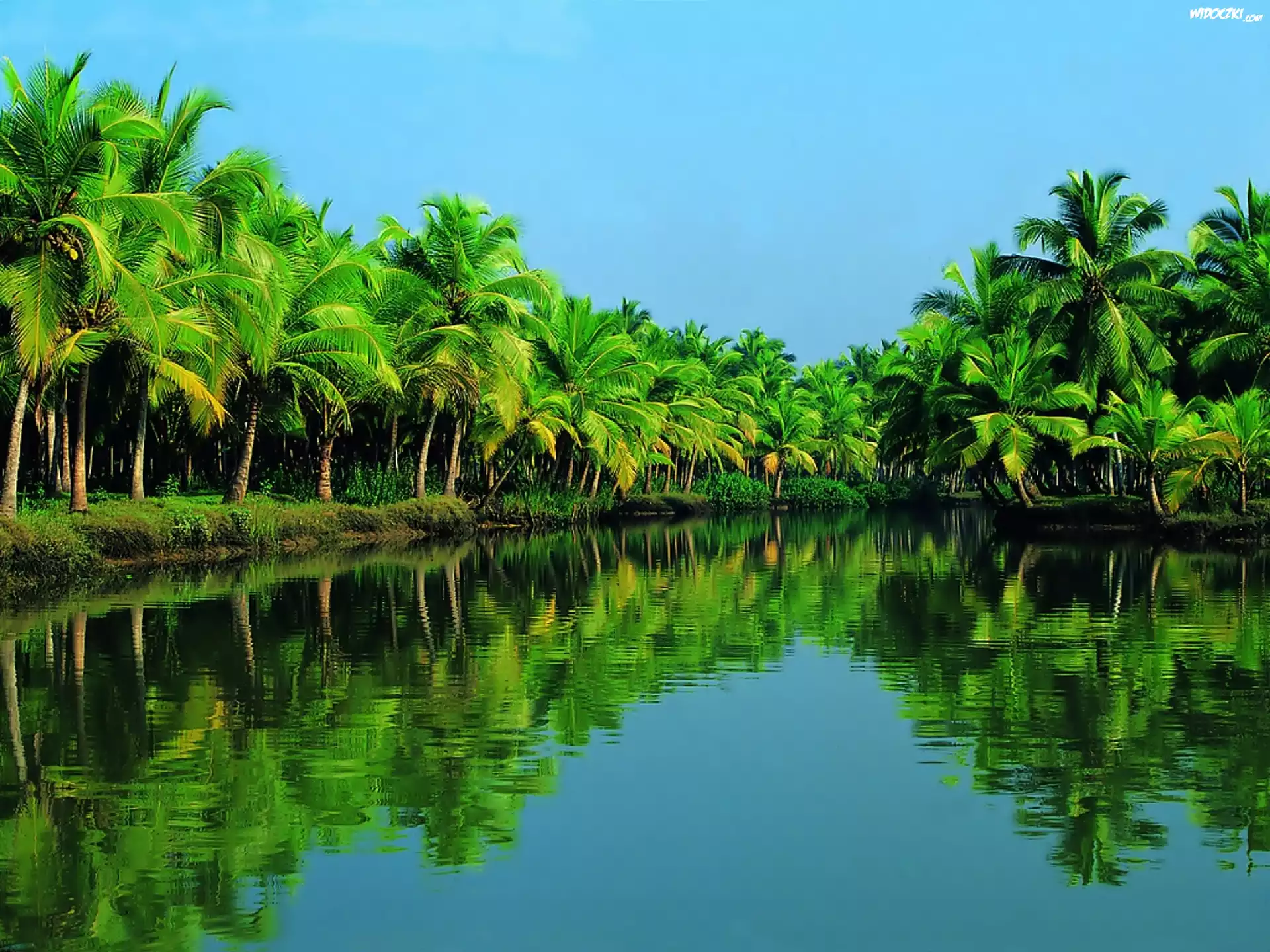 Kerala, Indie, Rzeka, Periyar, Las, Palmowy