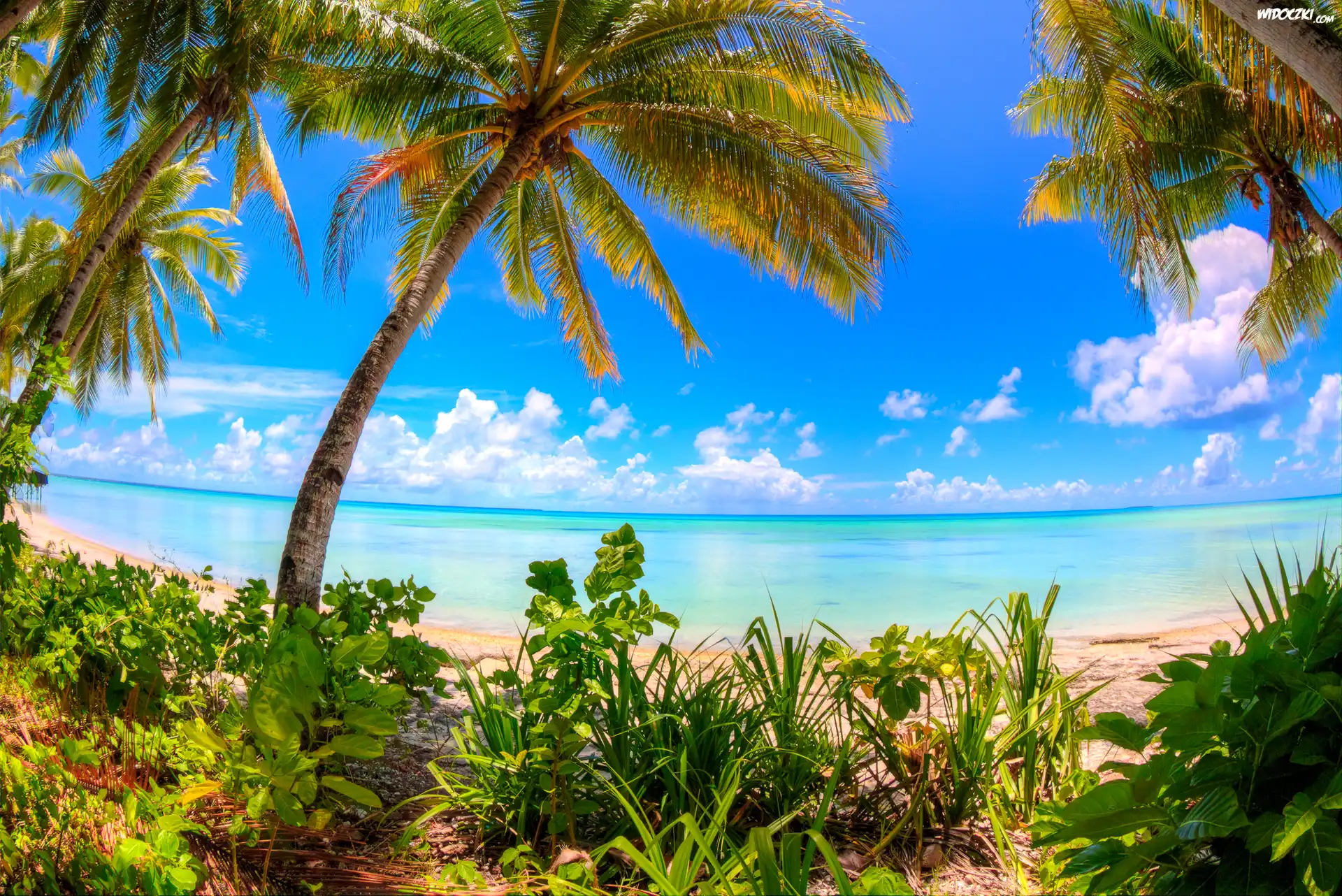 Ocean Spokojny, Morze, Palmy, Roślinność, Chmury, Wyspa Abaiang, Kiribati