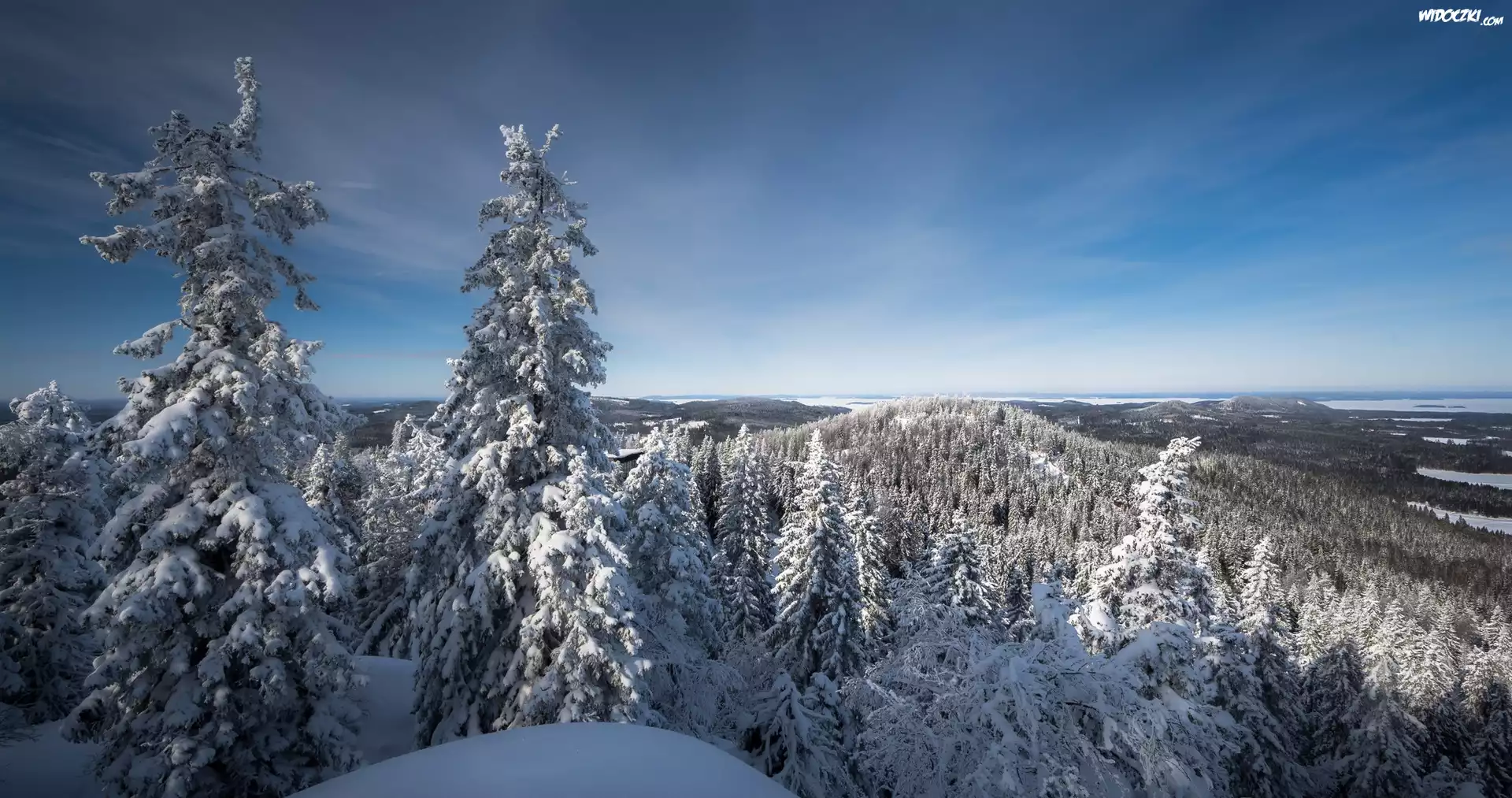 Finlandia, Karelia Północna, Park Narodowy Koli, jezioro Pielinen, Zima, Drzewa, Świerki, Wzgórza