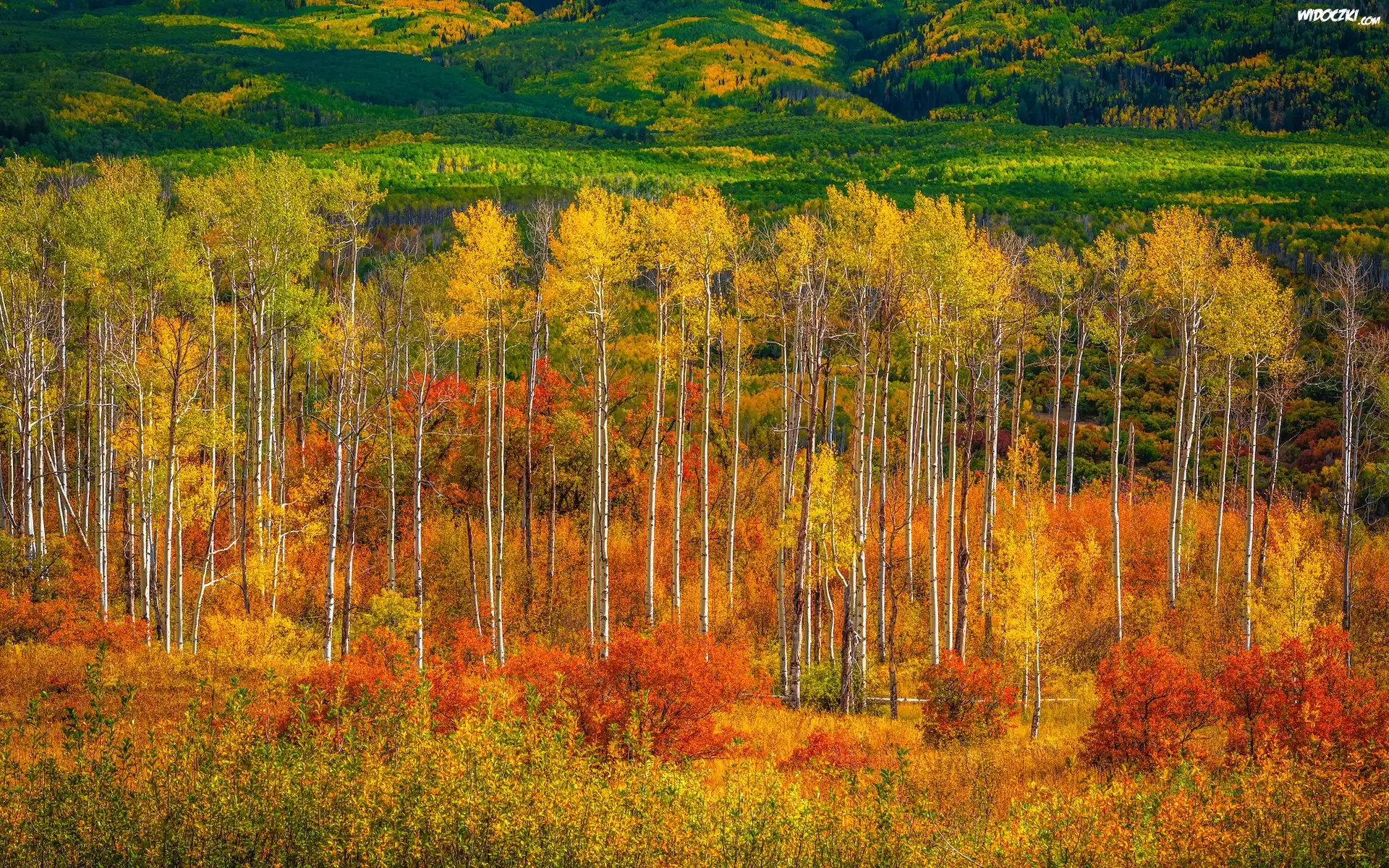 Stany Zjednoczone, Kolorado, Przełęcz, Kebler Pass, Drzewa, Topole osikowe, Lasy, Jesień