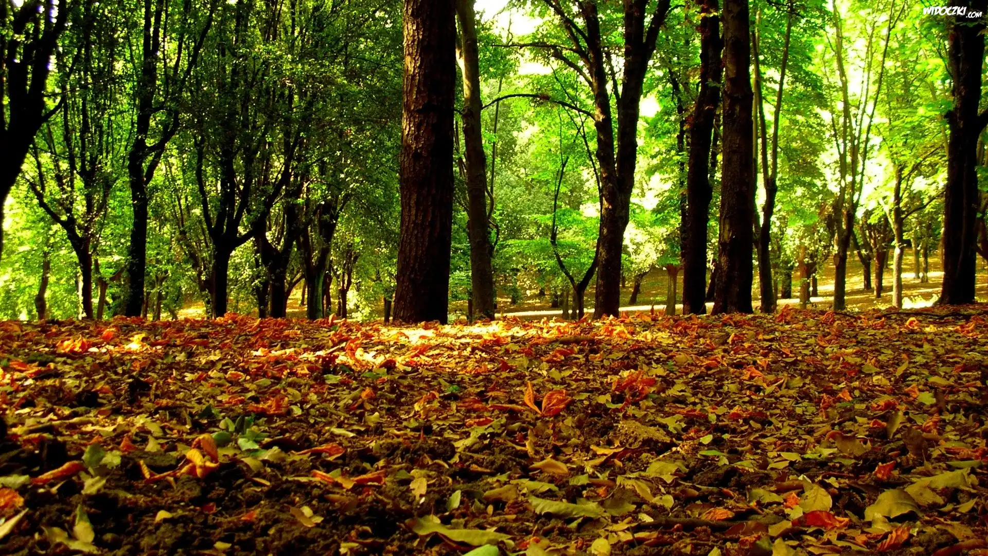 Kolorowe, liście, Jesieni, Zielone, Drzewa, Park