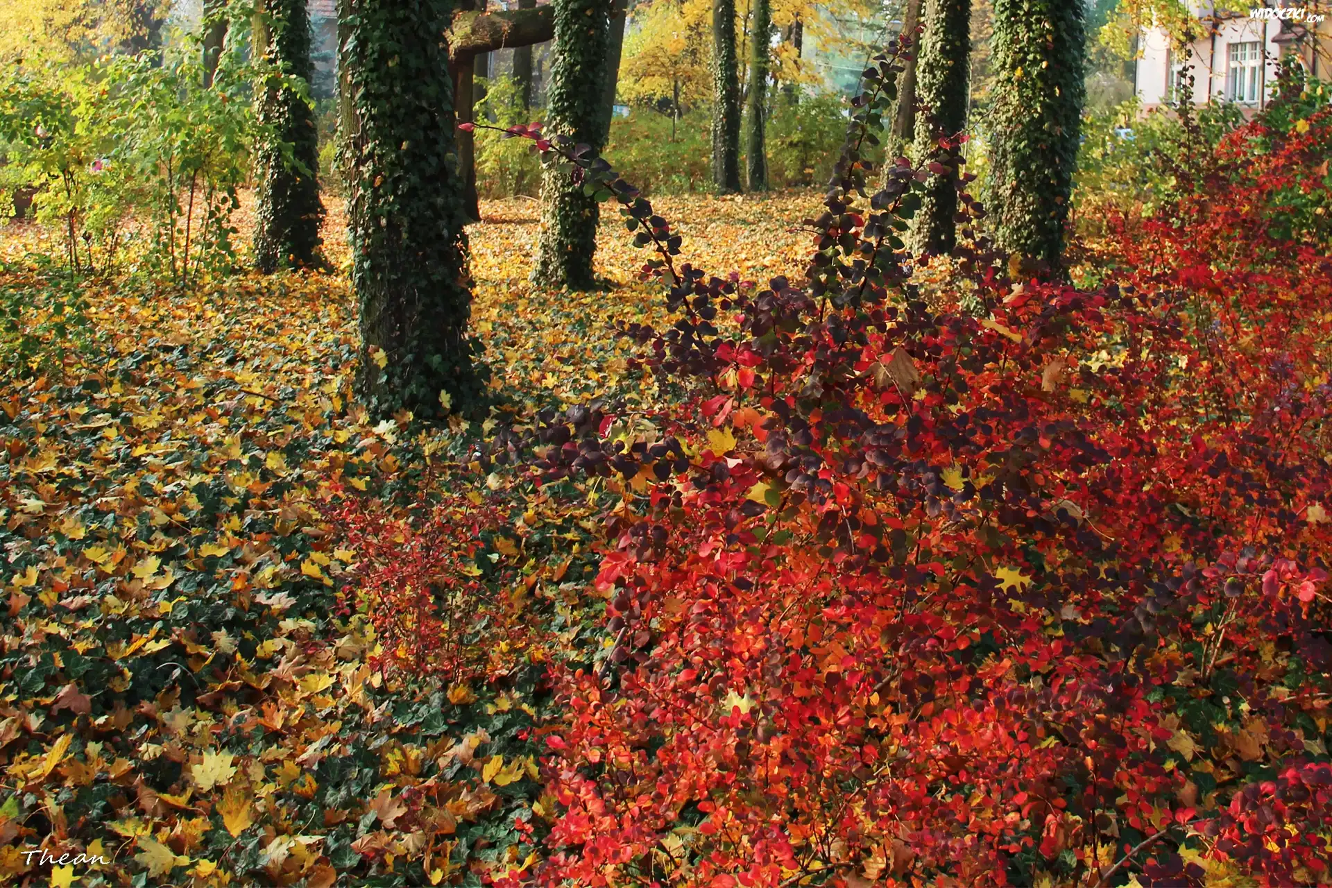 Kolorowe, Jesienne, Liście, Drzewa, Park