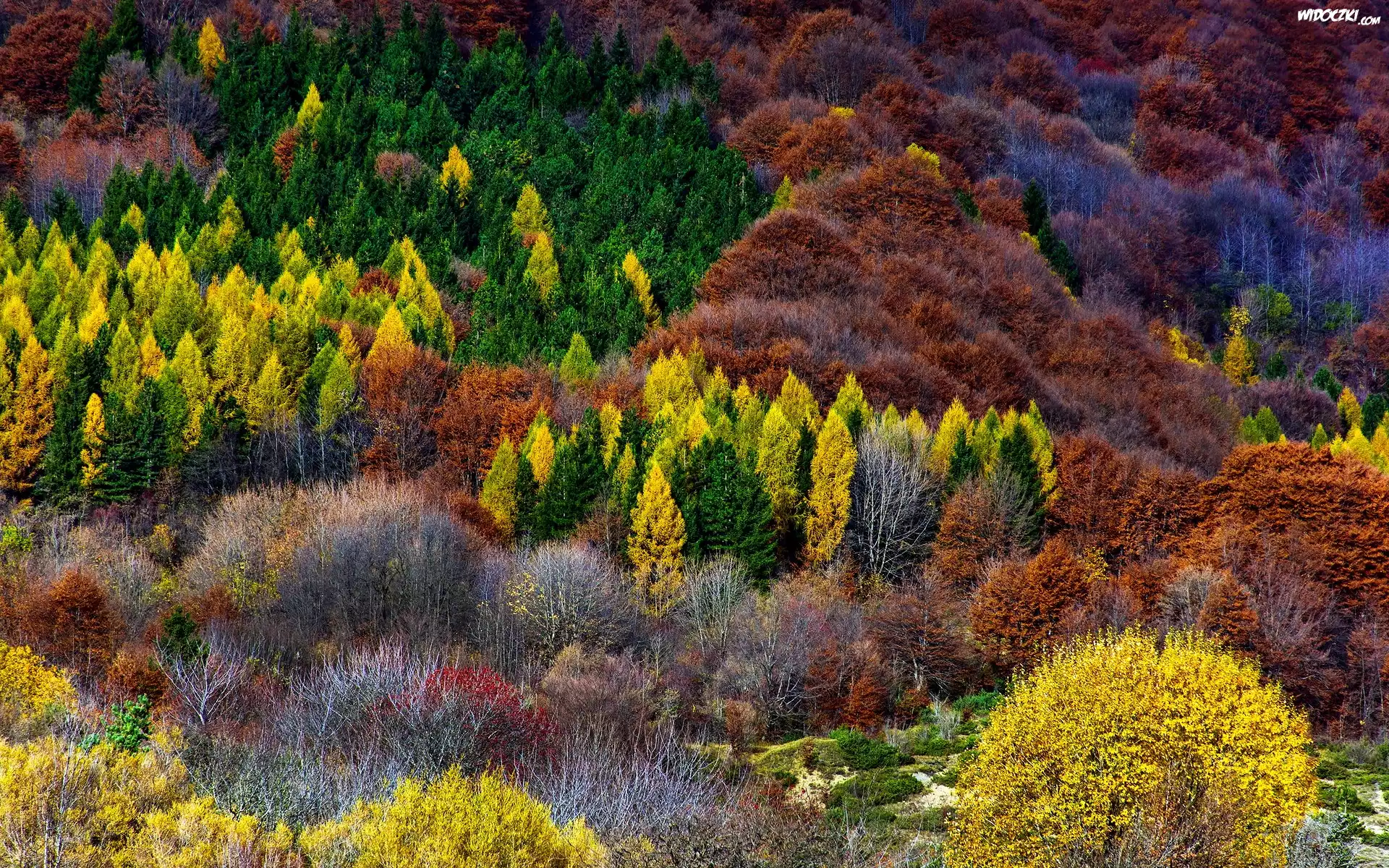 Kolorowe, Drzewa, Krzewy, Jesień