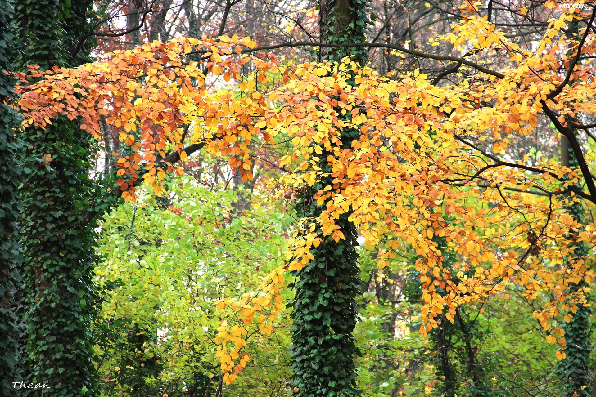 Kolorowe, Liście, Jesienny, Park, Bluszcz