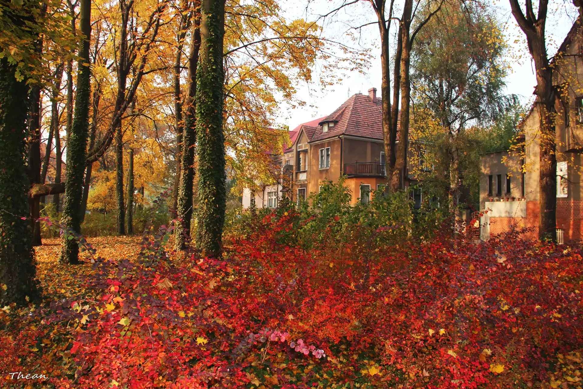 Kolorowe, Jesienne, Liście, Park, Domy
