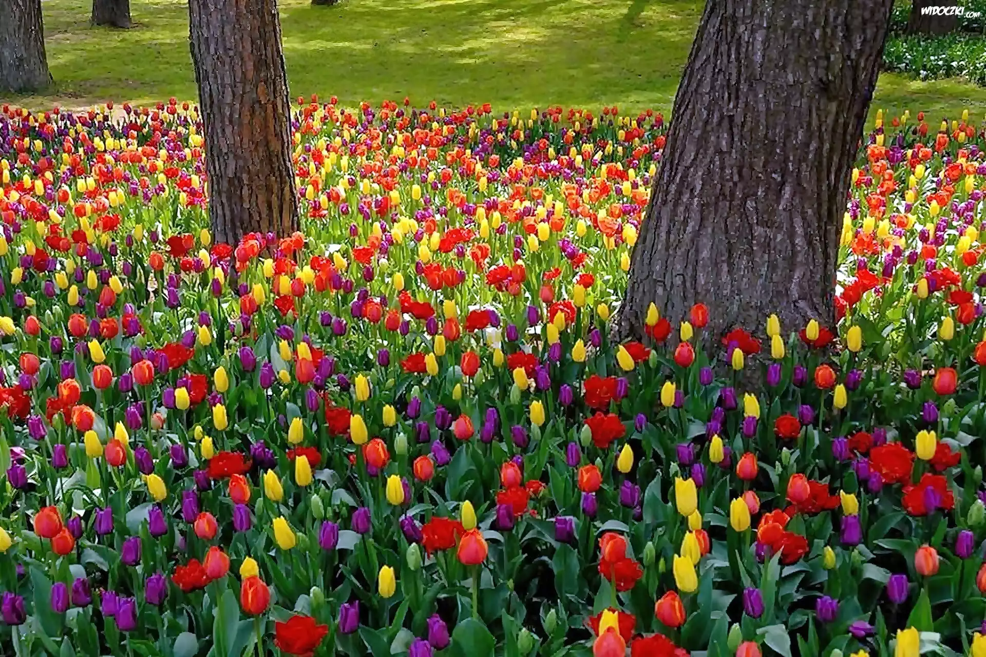 Park, Kolorowe, Tulipany