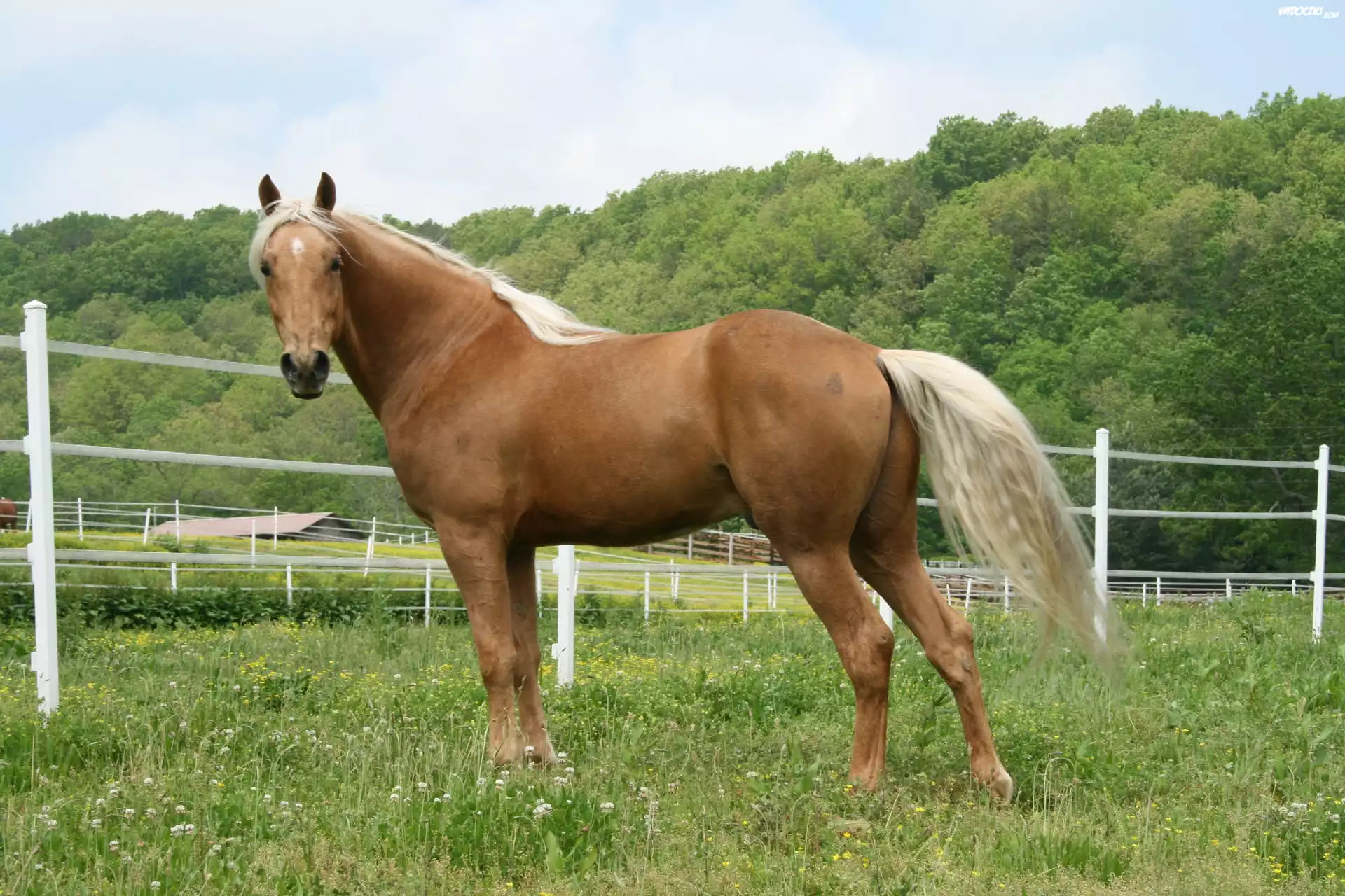Konik, Łąka