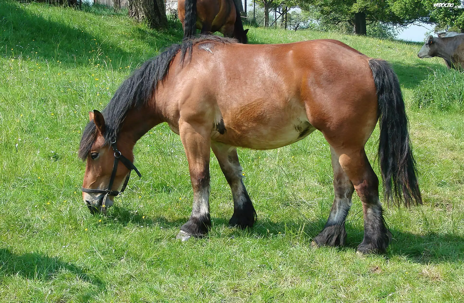 Konik, Łąka