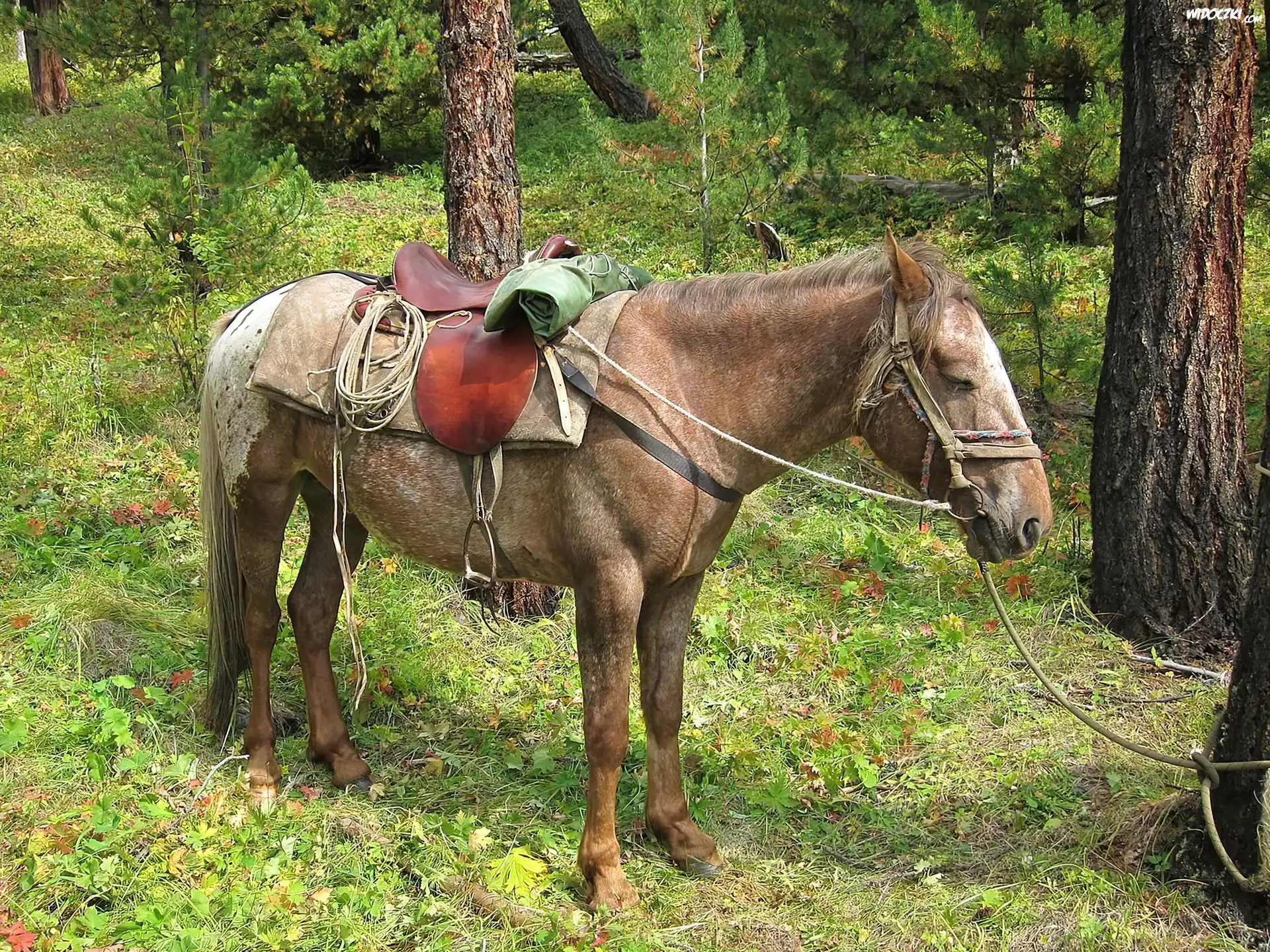 Konik