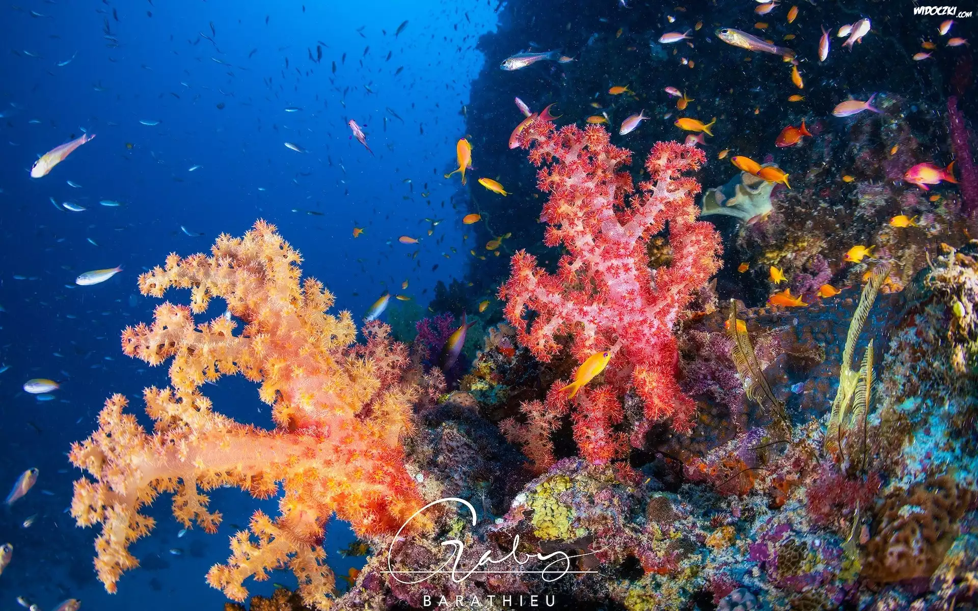 Rafa koralowa, Kolorowe, Koralowce, Ryby