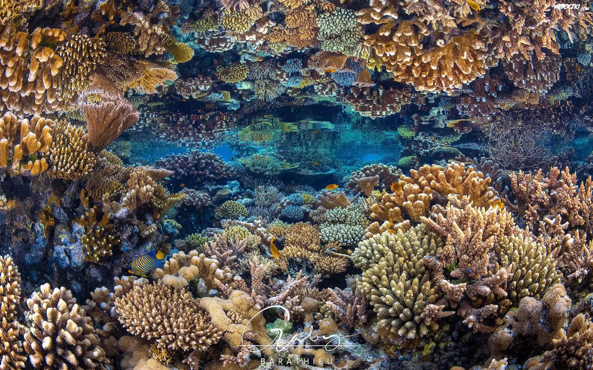 Morze, Rafa koralowa, Koralowce, Ryby, Odbicie
