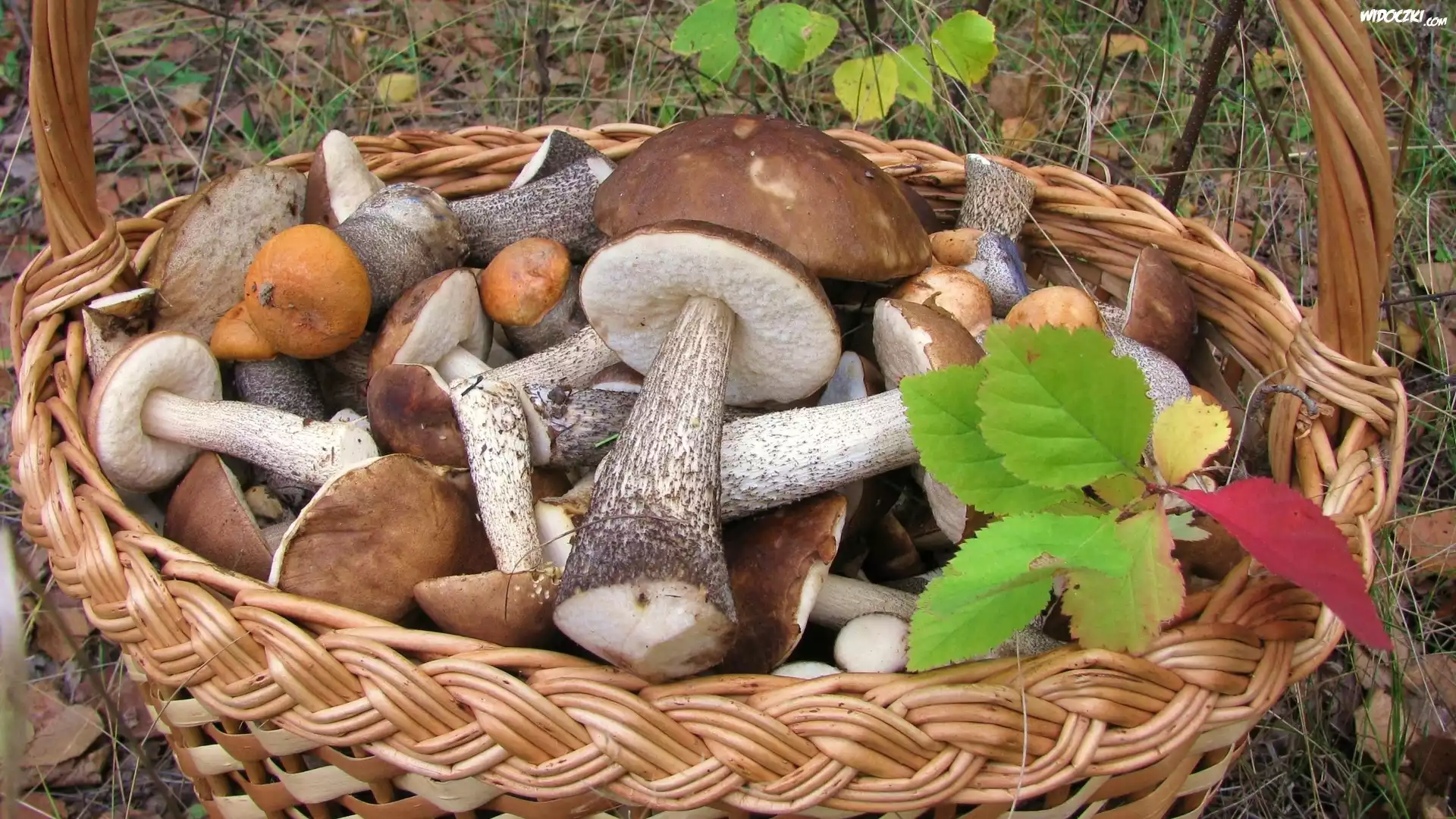 Kosz, Grzybów, Las, Jesienne, liście
