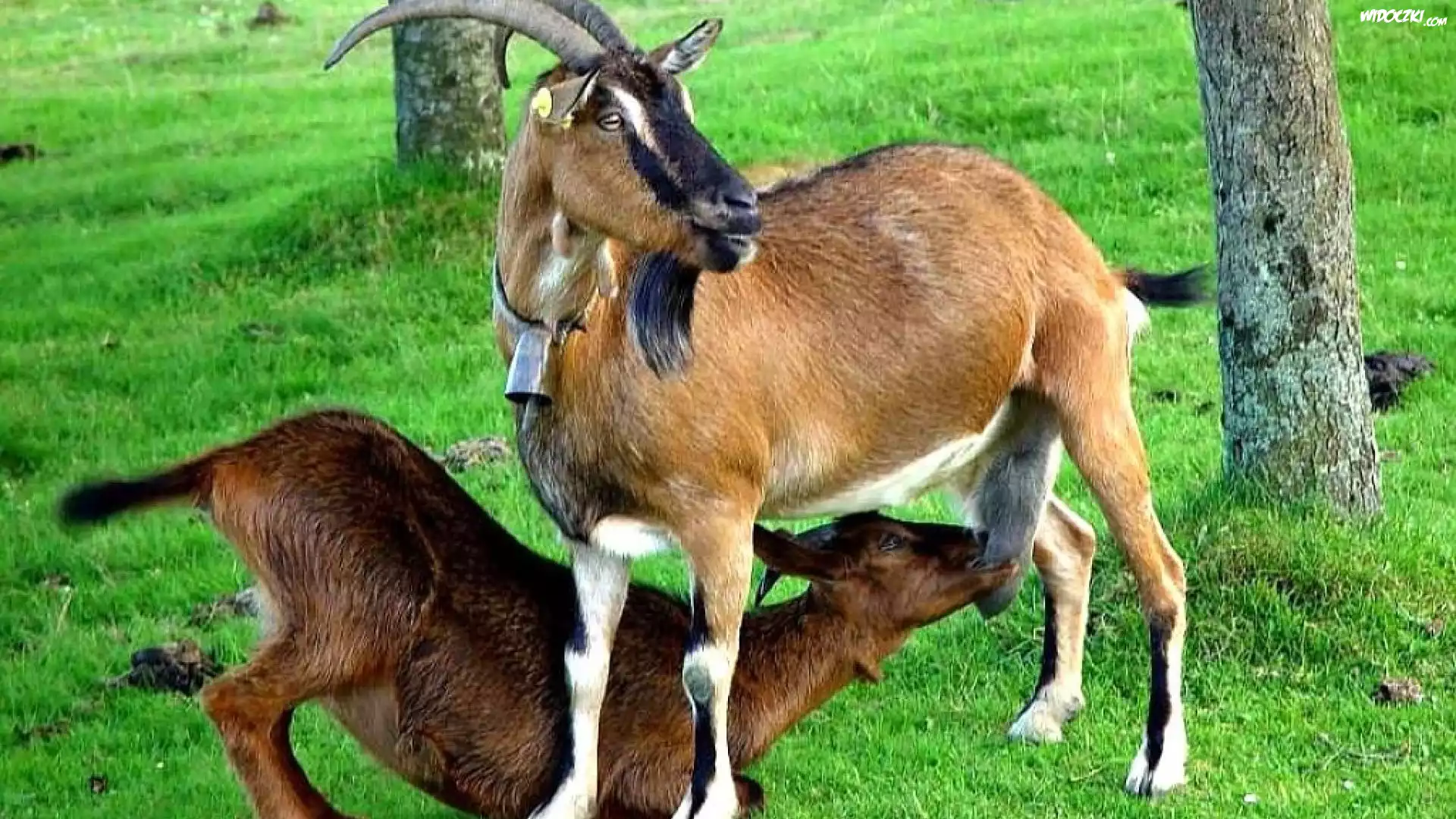 Kozy, Łąka